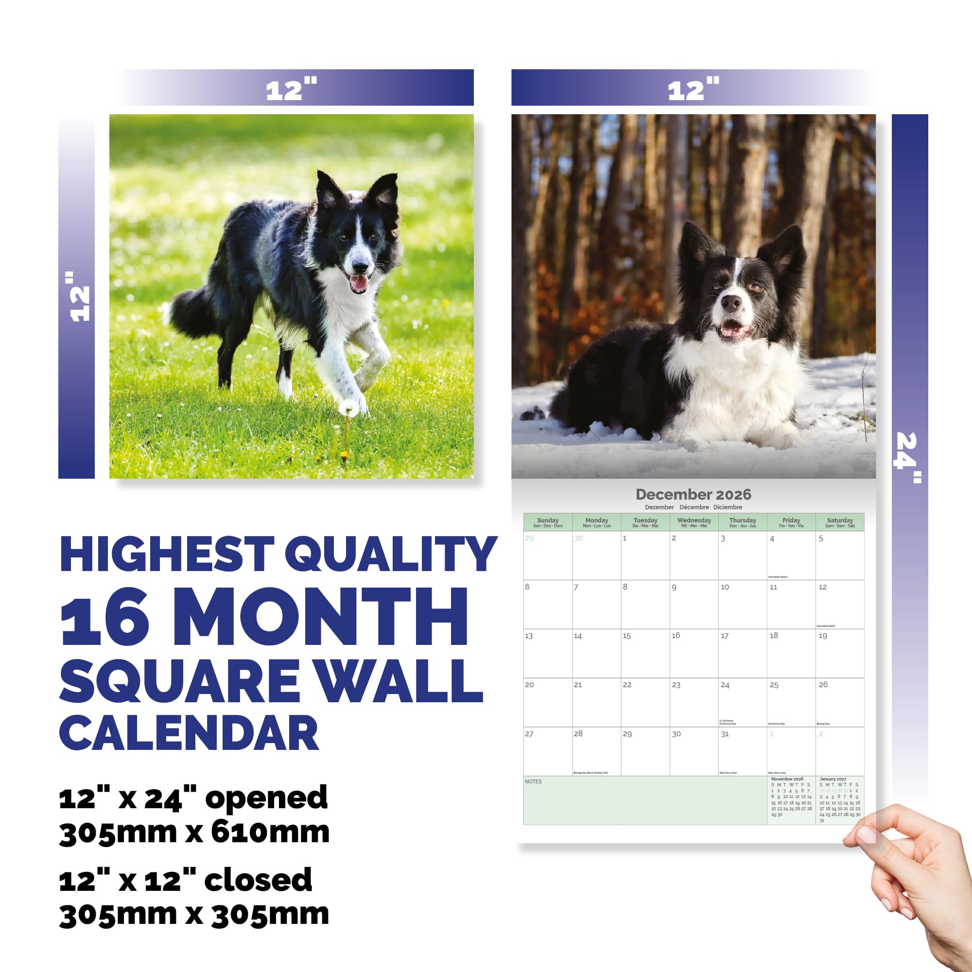 Border Collie Calendar 2026