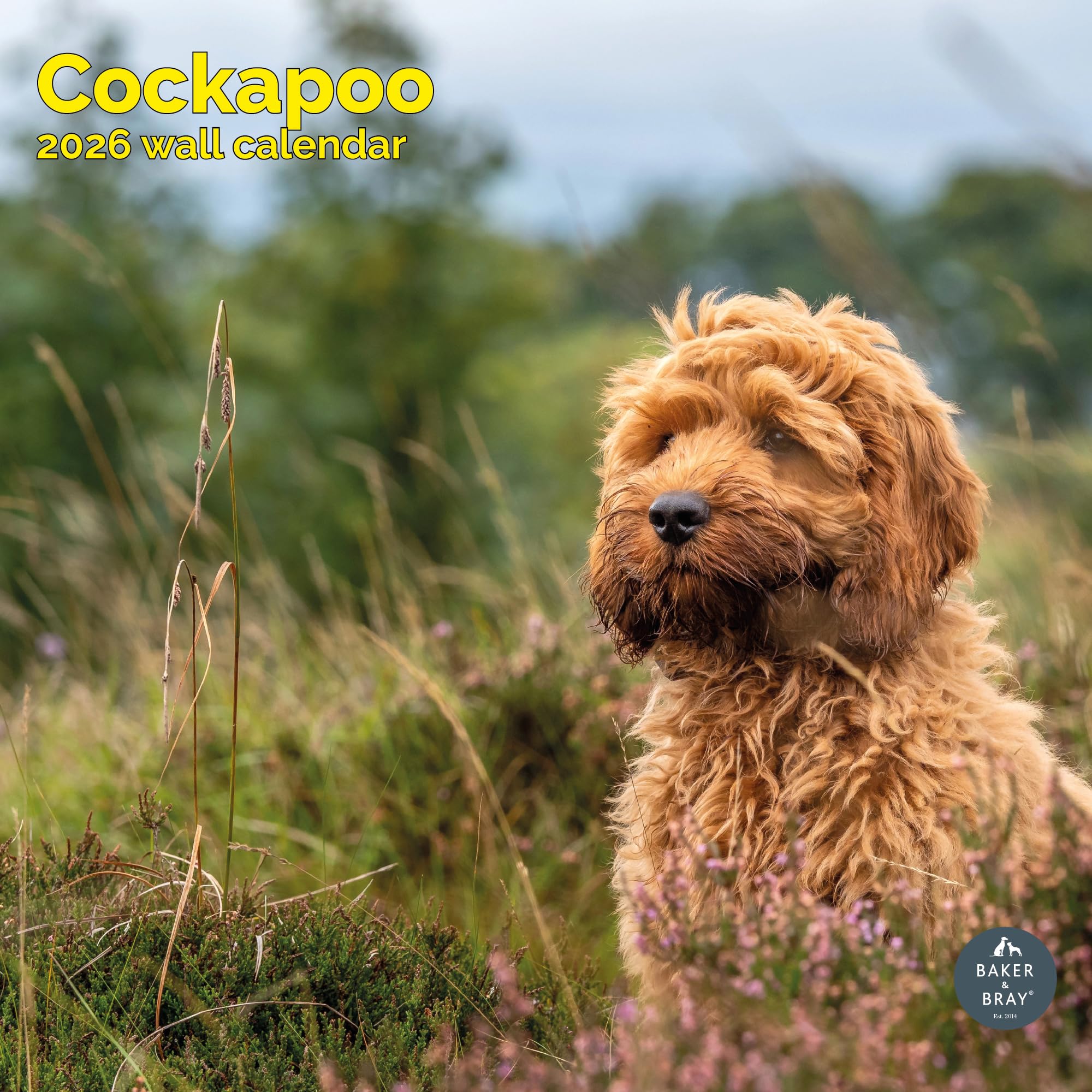 Cockapoo Calendar 2026