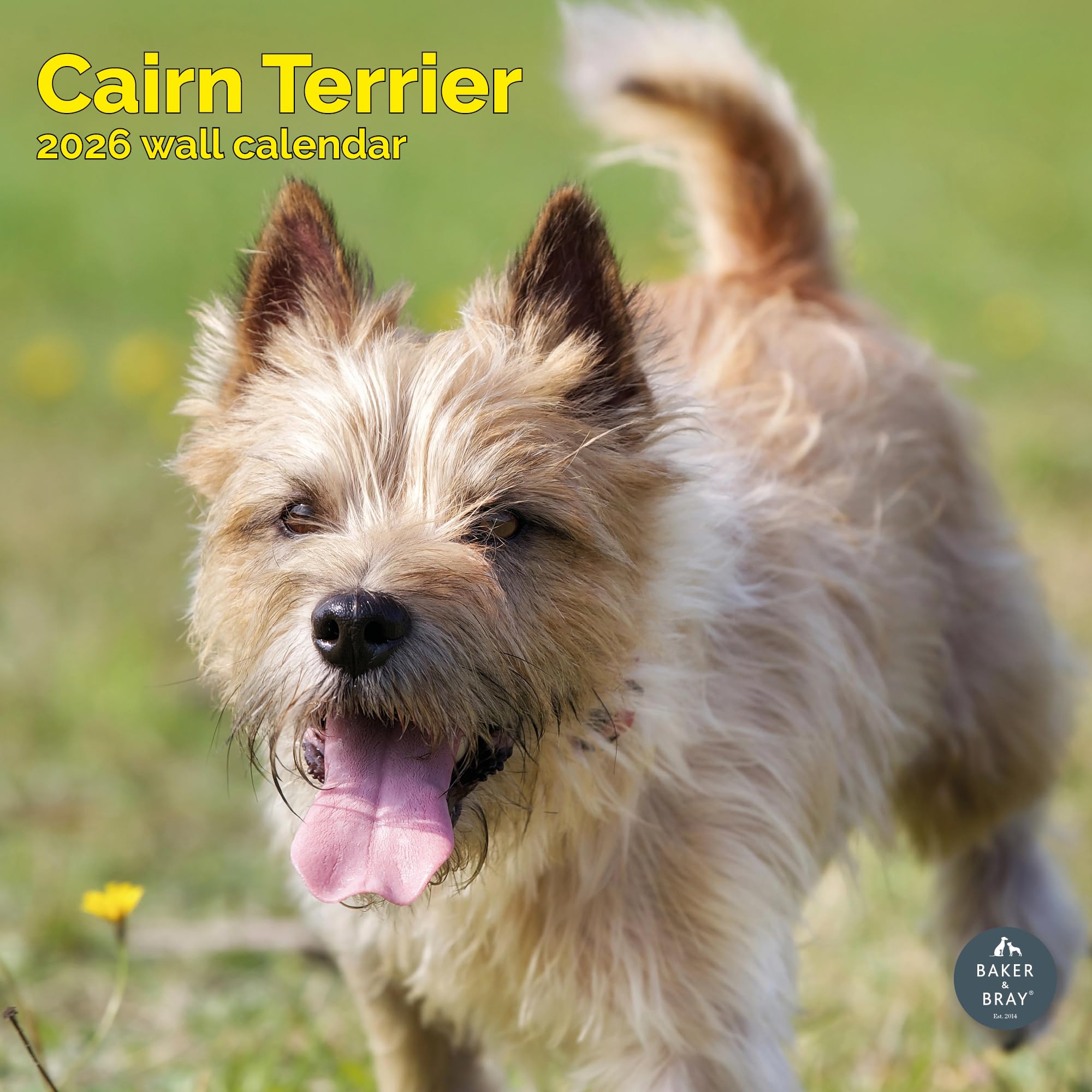 Cairn Terrier Calendar 2026