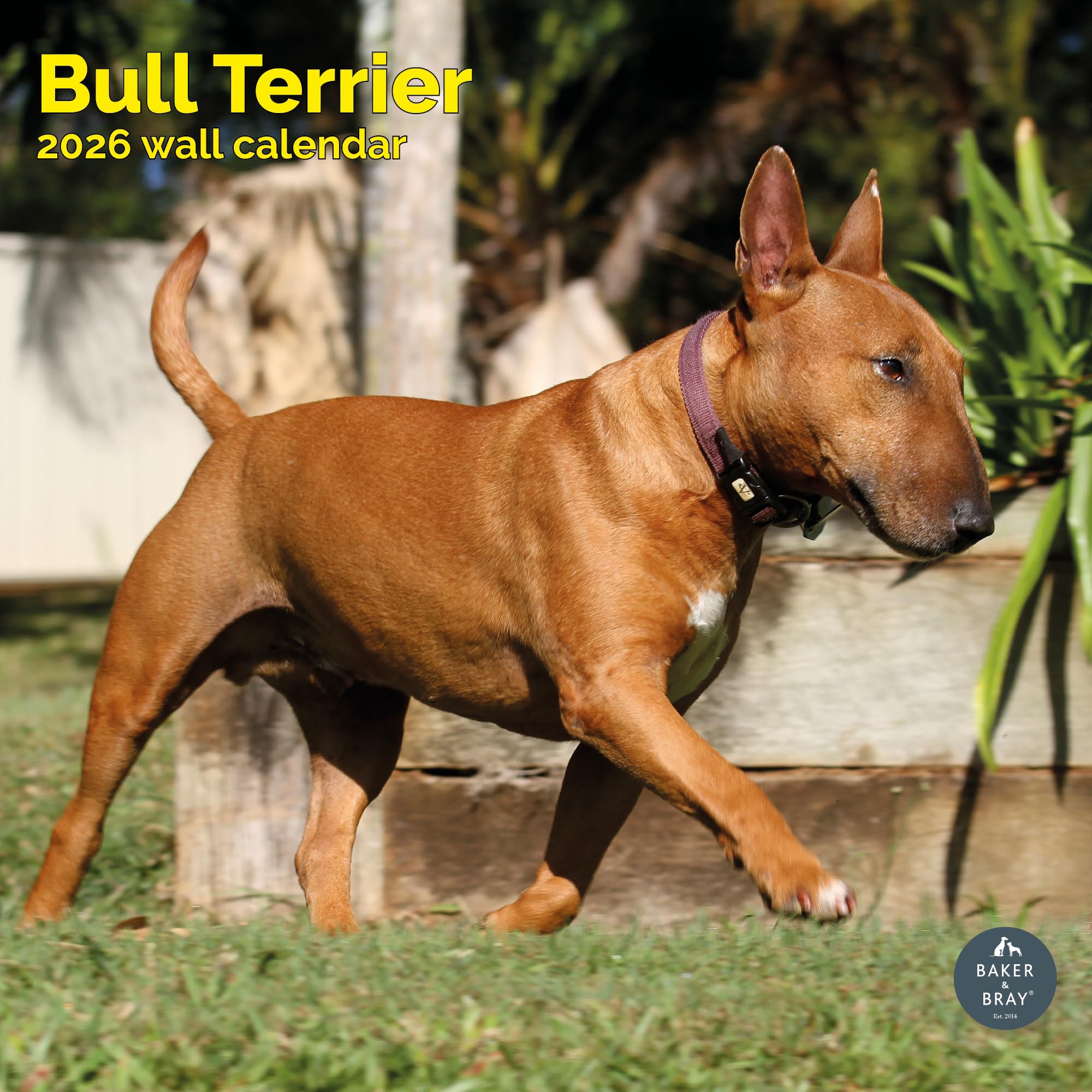 Bull Terrier Calendar 2026