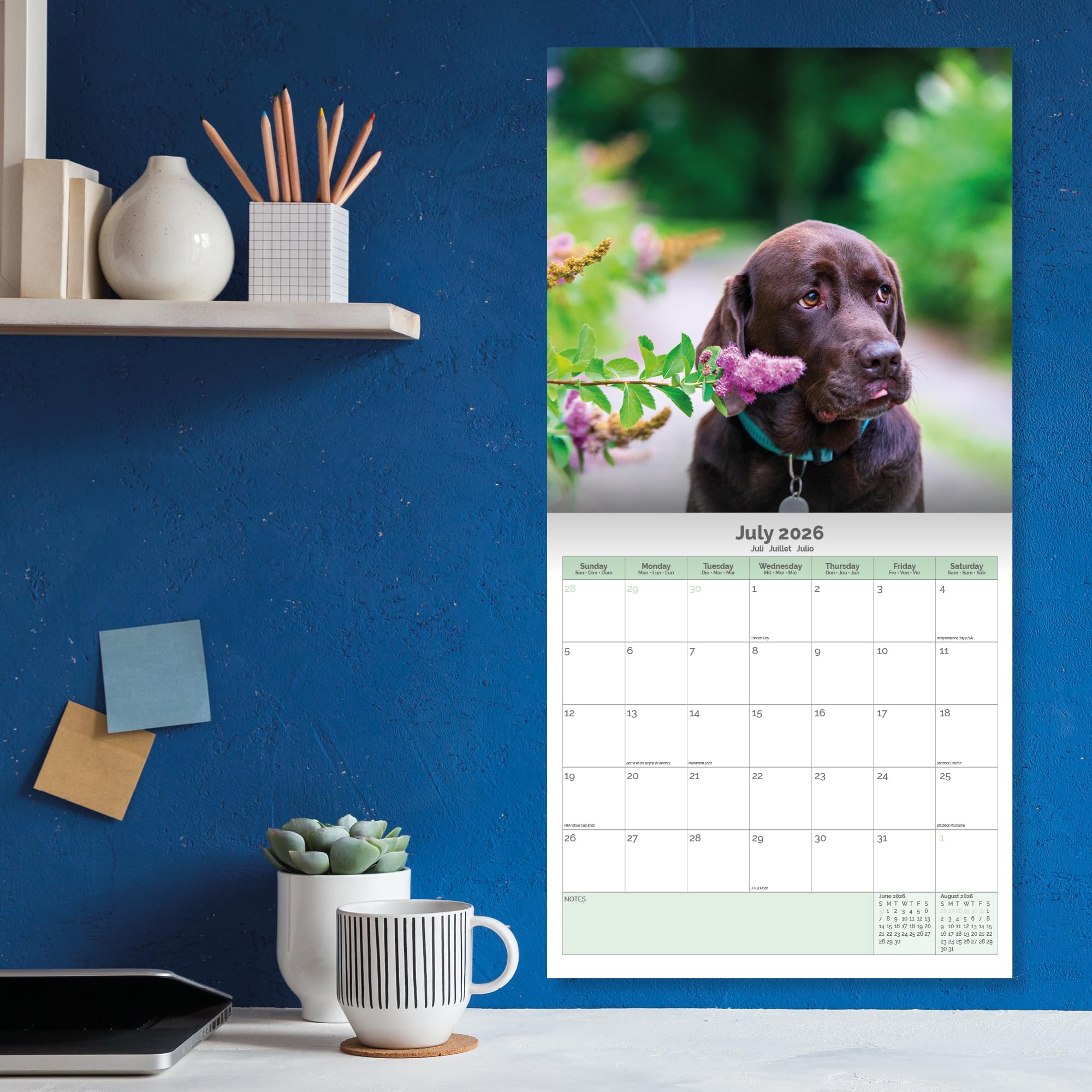 Chocolate Labrador Calendar 2026