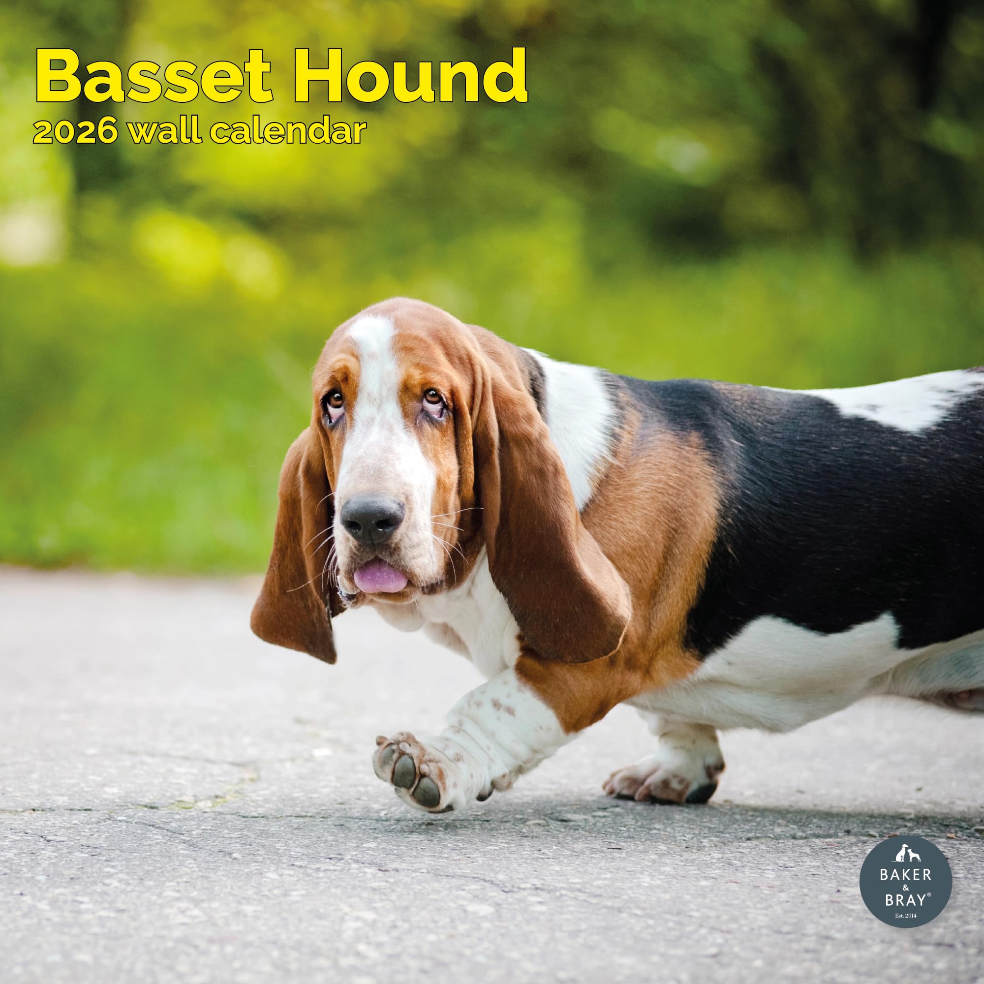 Basset Hound Calendar 2026