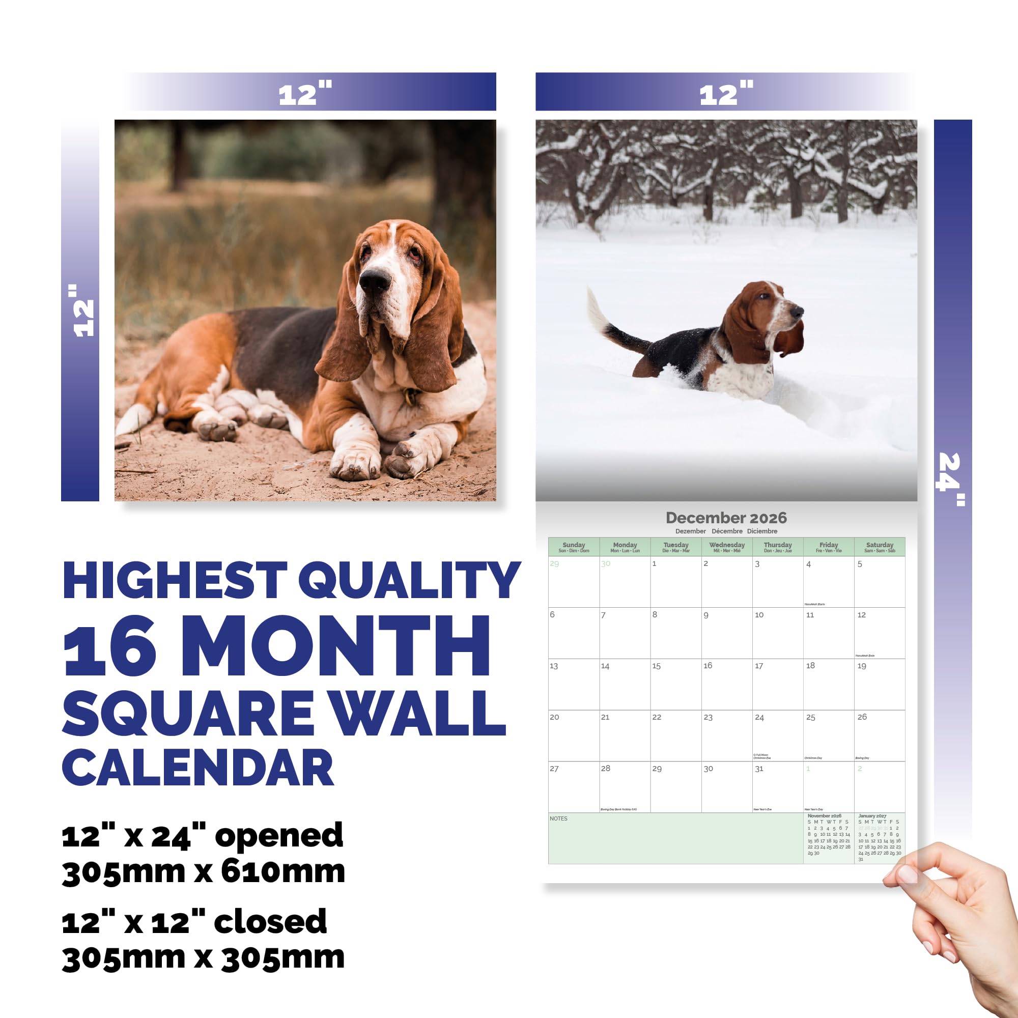Basset Hound Calendar 2026