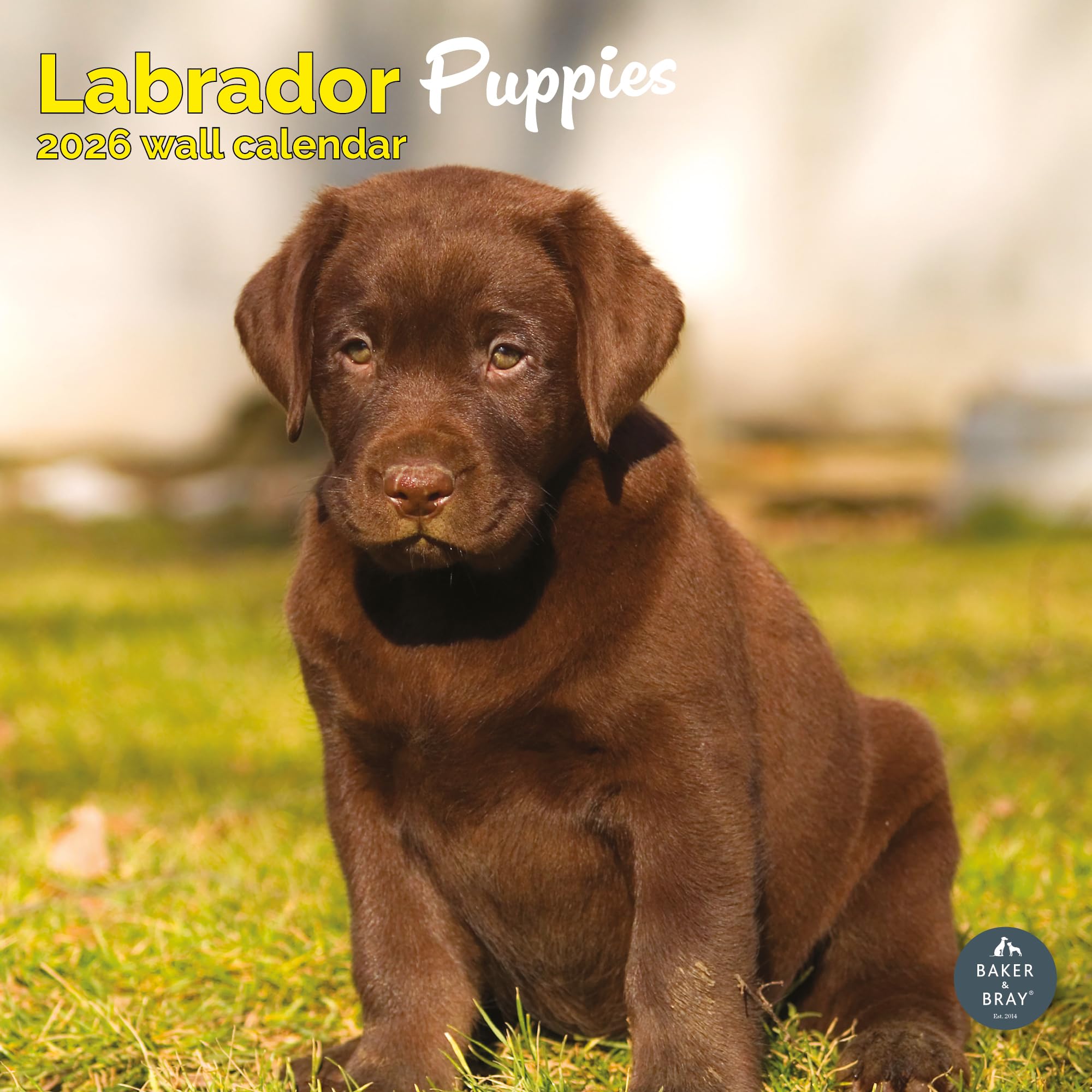 Labrador Puppies Calendar 2026