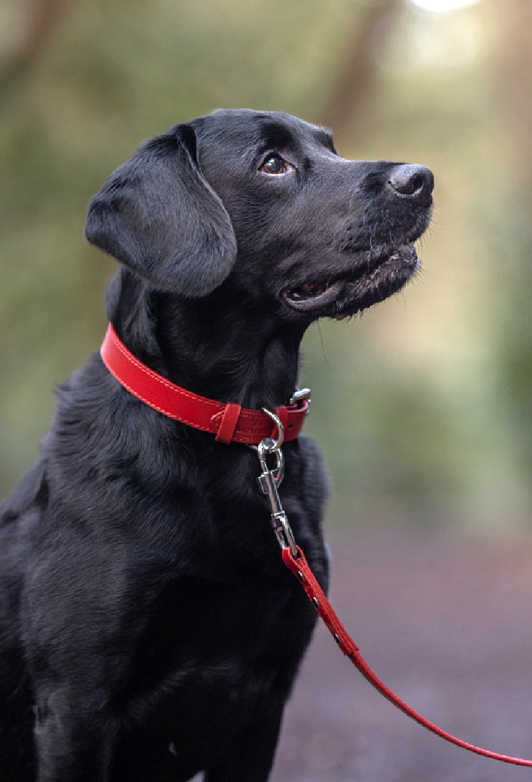 Dog Lead Gift sets