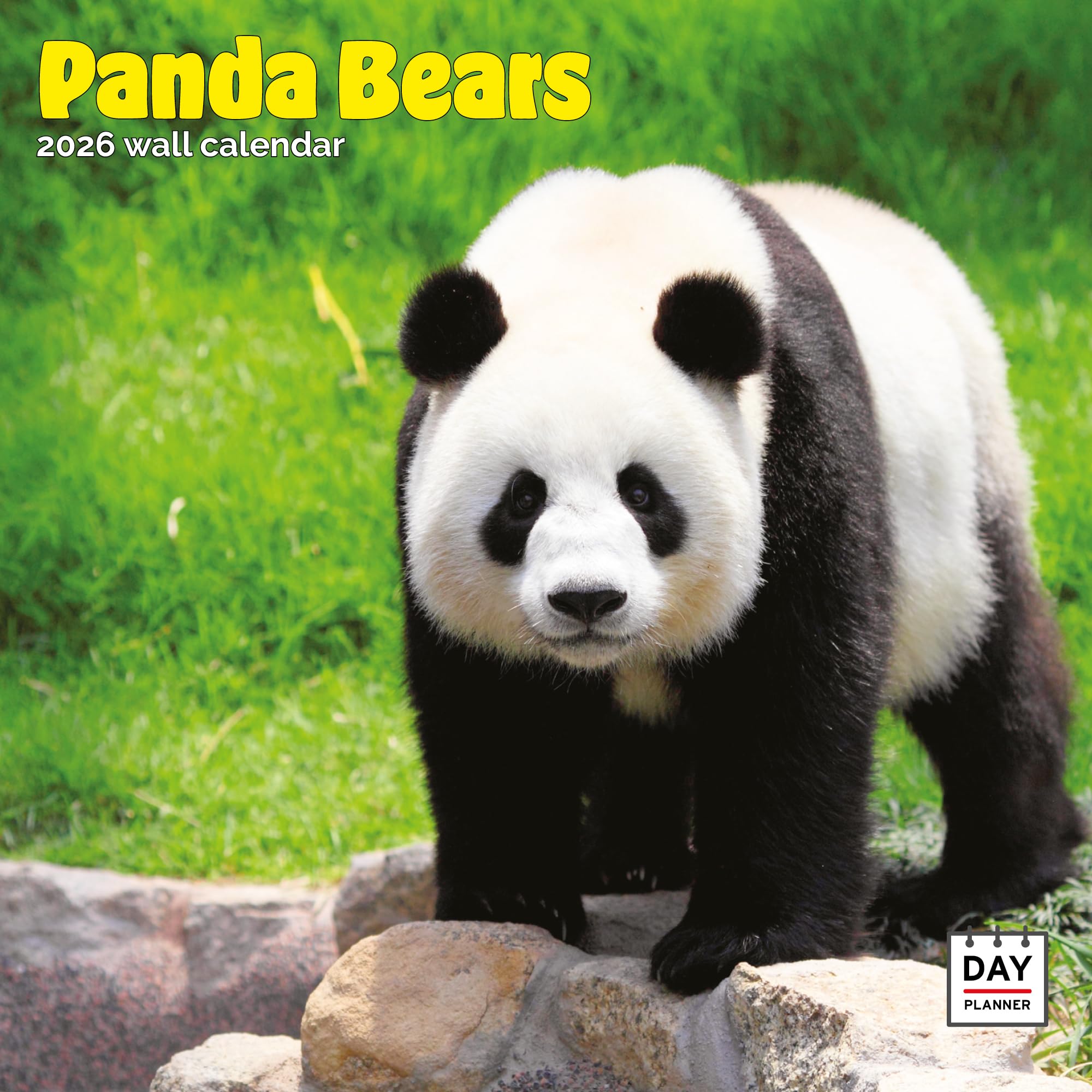 Panda Bears Calendar 2026,