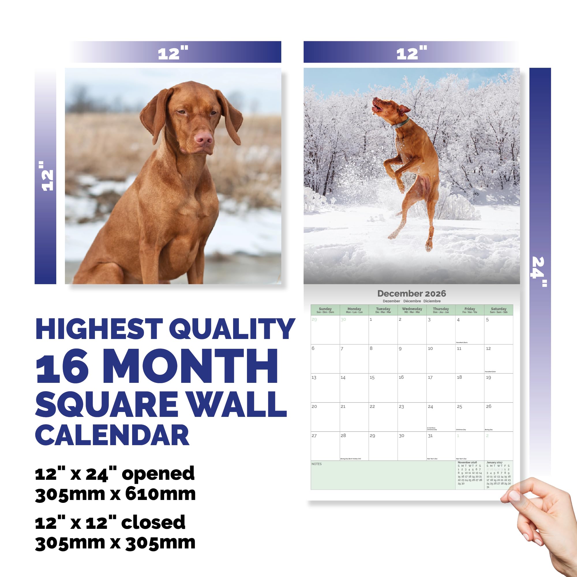 Vizsla Calendar 2026