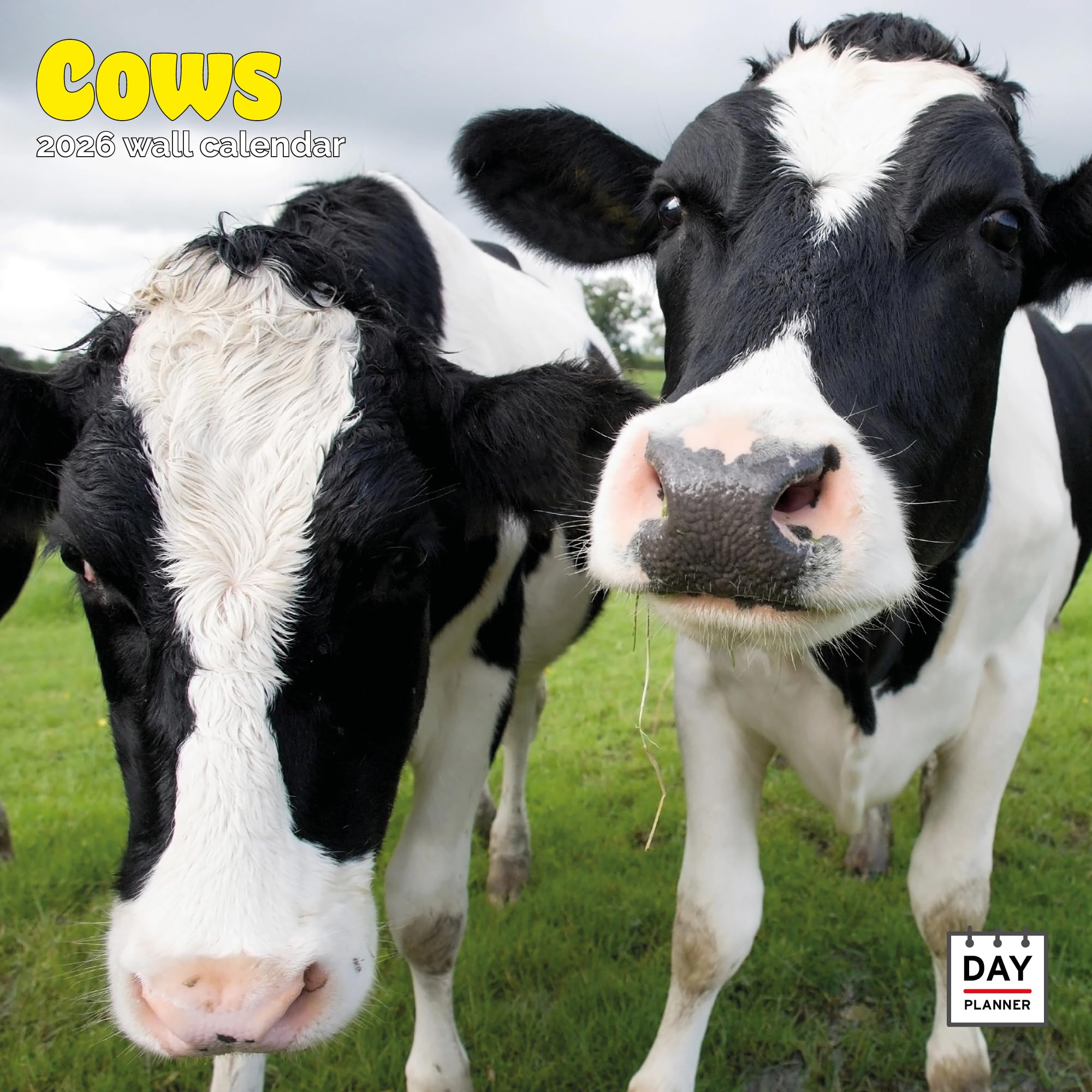 Cows Calendar 2026