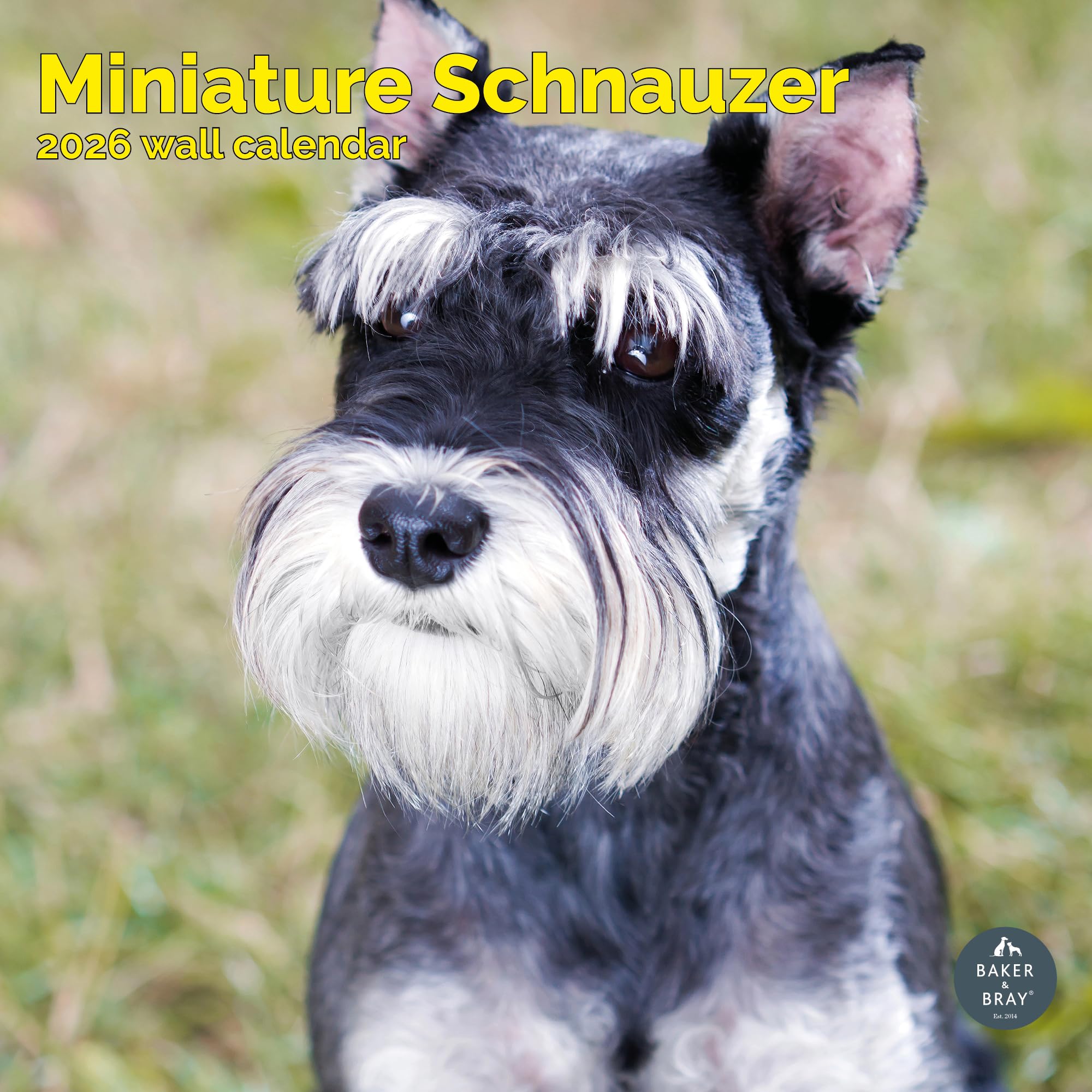 Miniature Schnauzer Calendar 2026