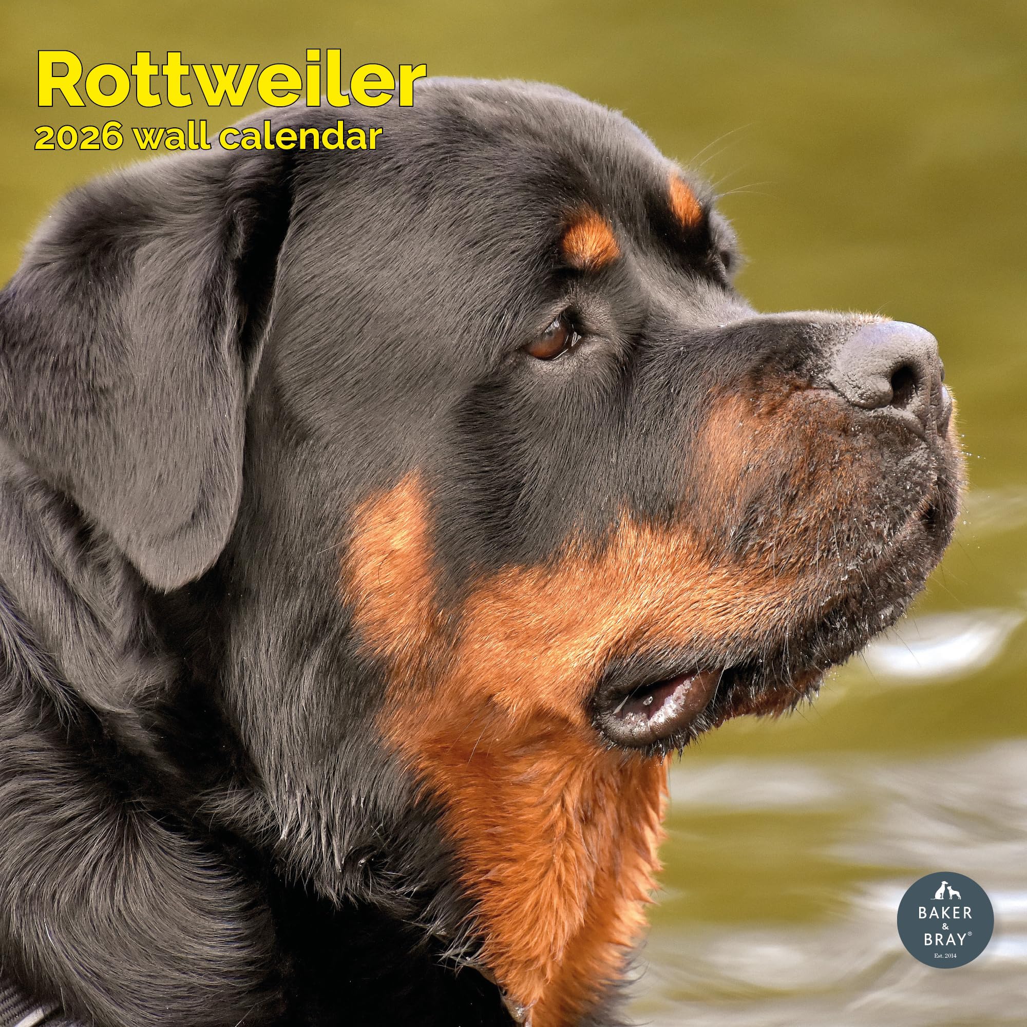 Rottweiler Calendar 2026