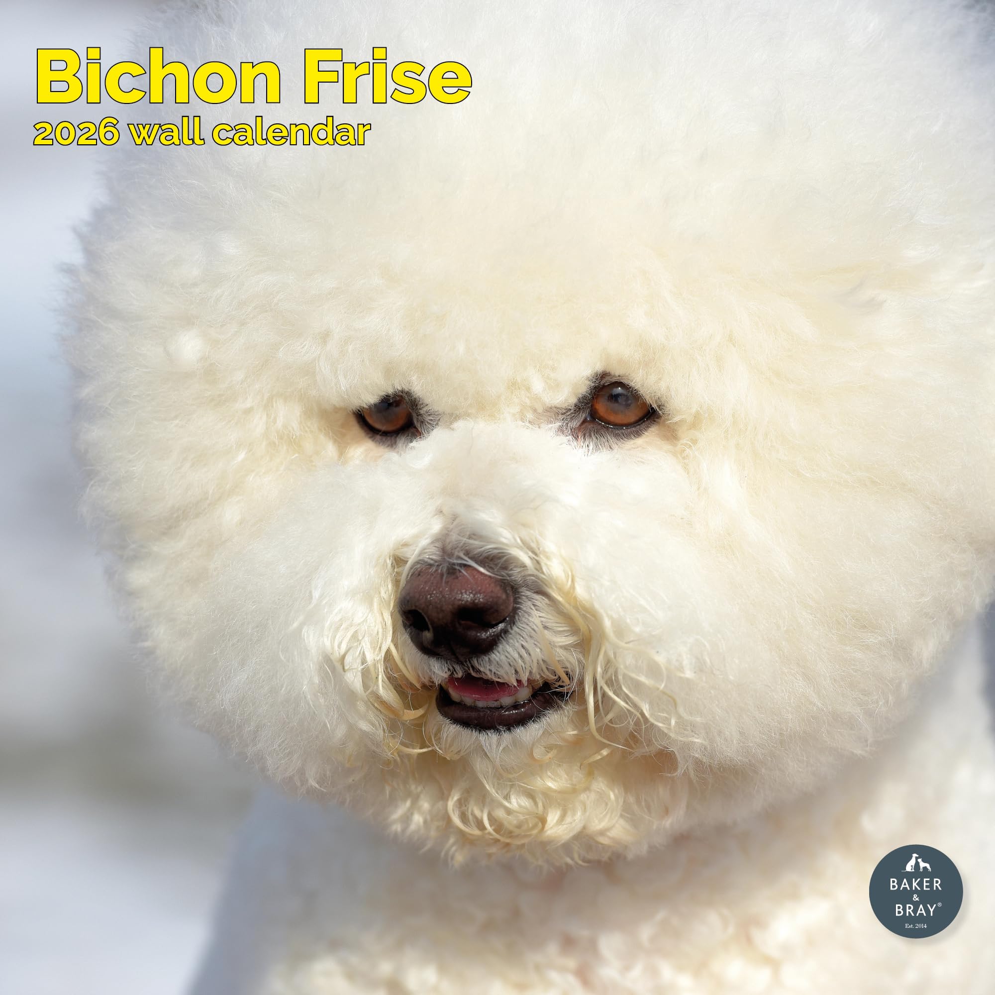 Bichon Frise Calendar 2026