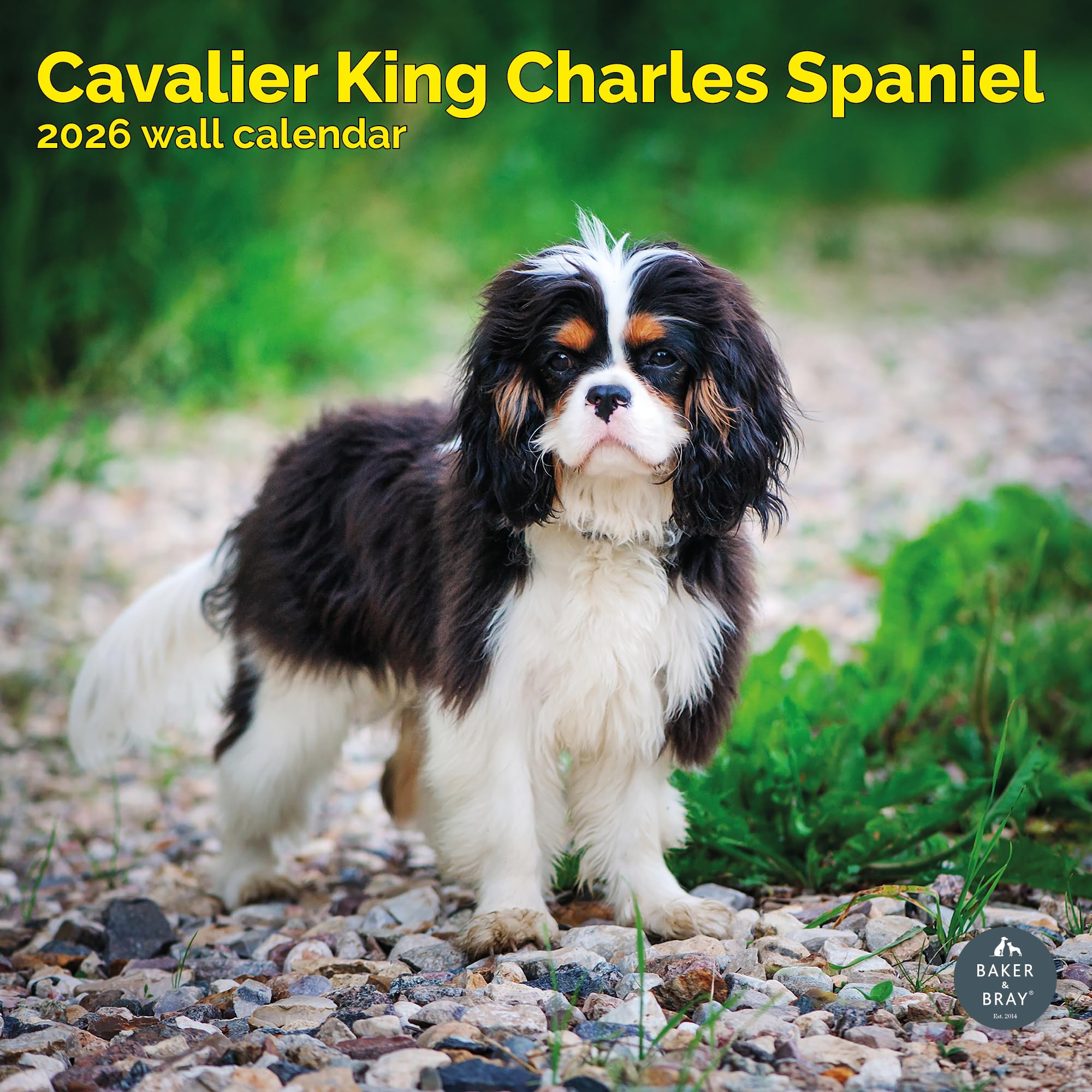 Cavalier King Charles Calendar 2026