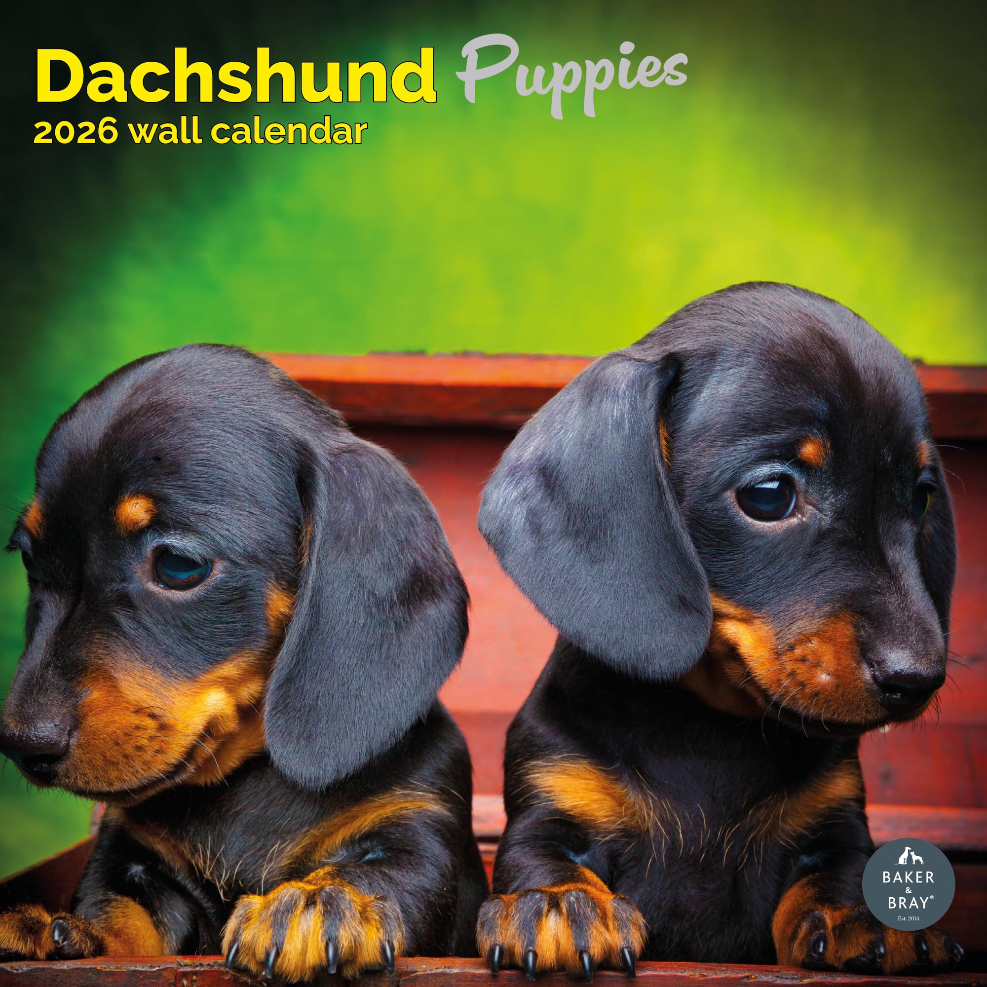Dachshund Puppies Calendar 2026