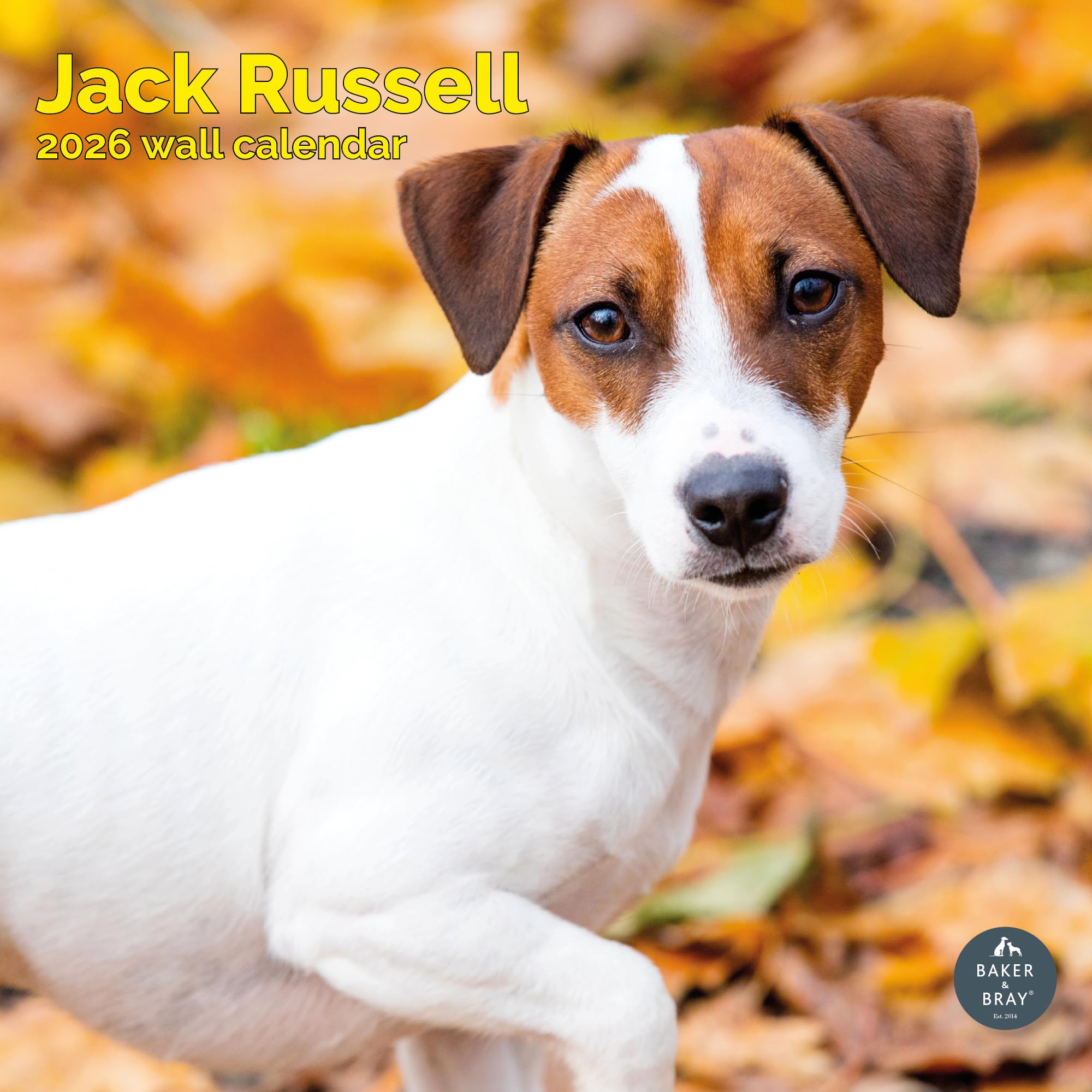 Jack Russell Calendar 2026