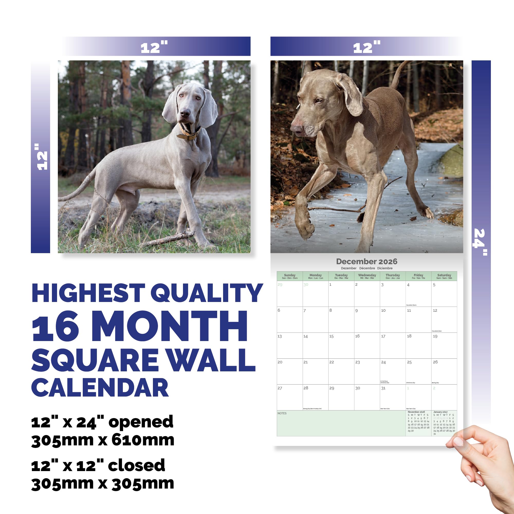 Weimaraner Calendar 2026