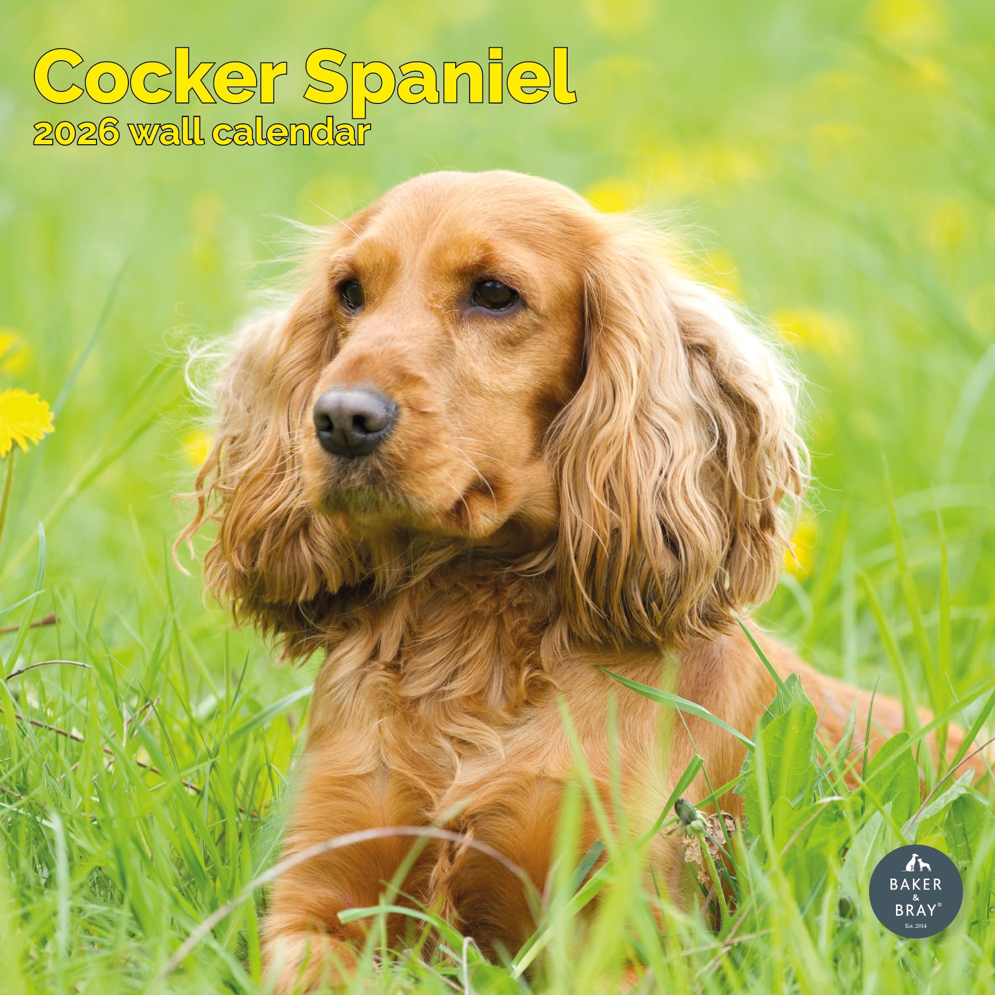Cocker Spaniel Calendar 2026