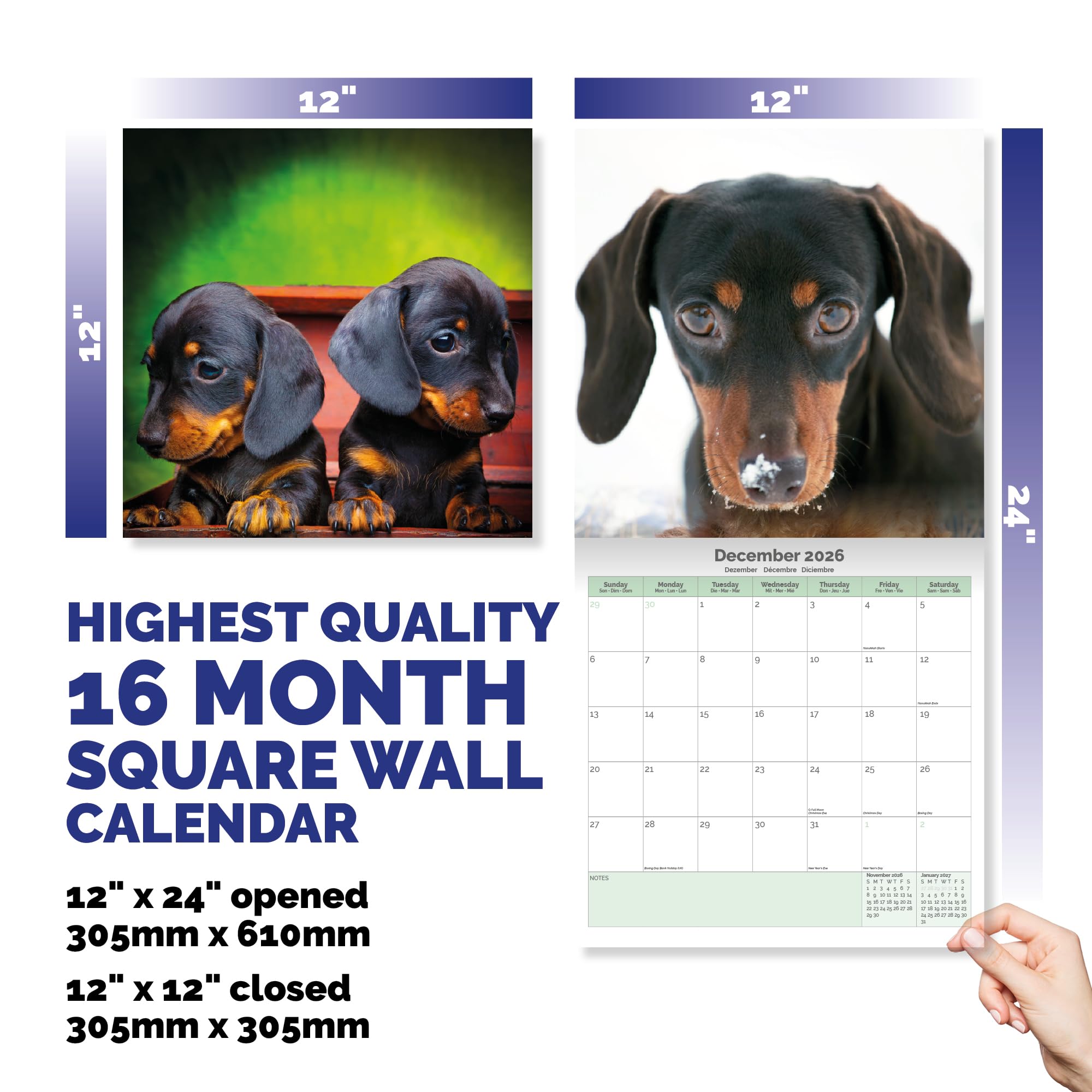 Dachshund Calendar 2026