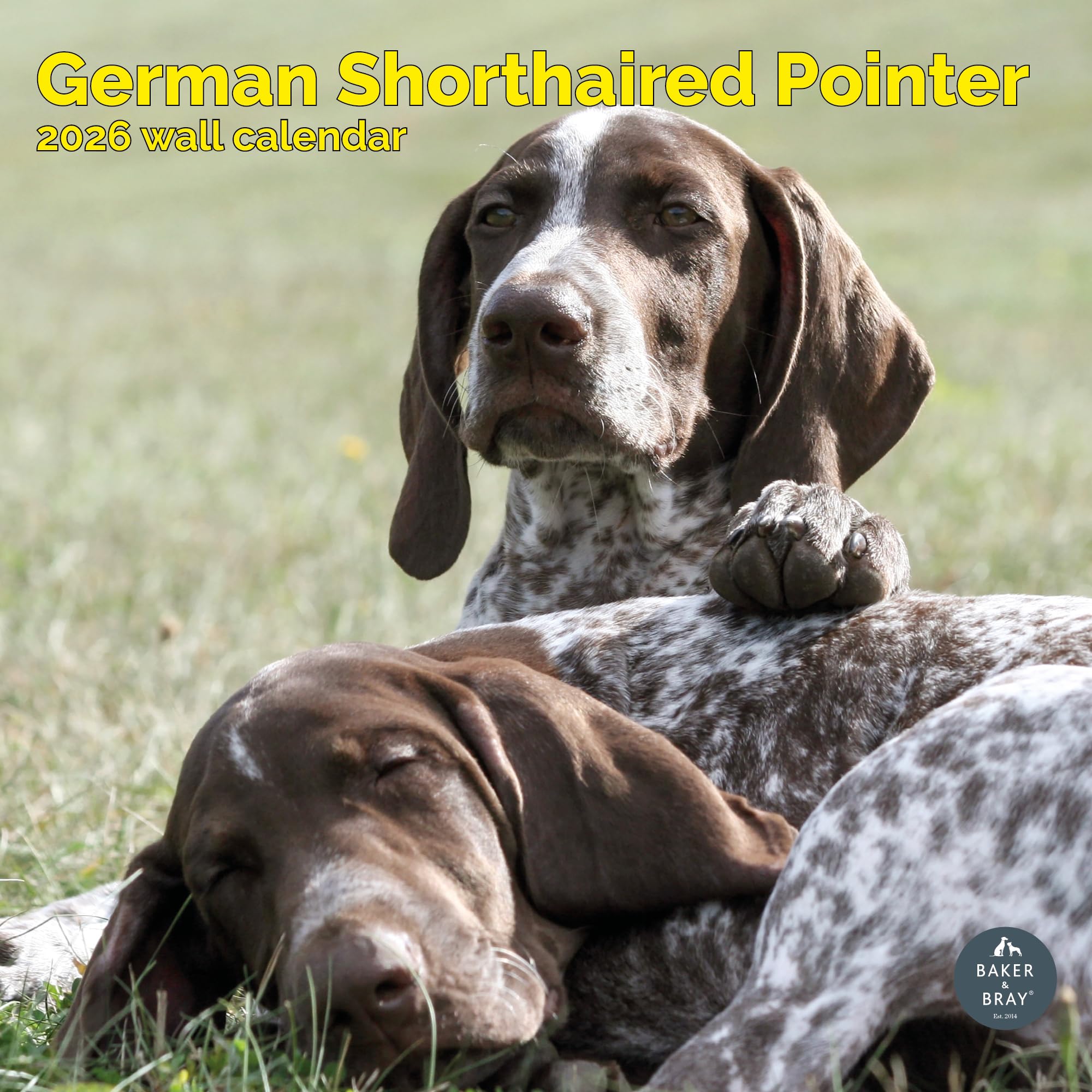 German Shorthaired Pointer Calendar 2026