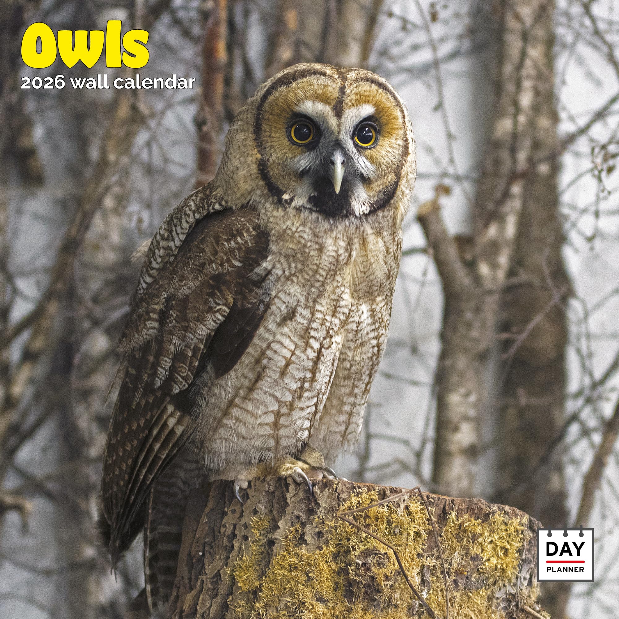 Owls Calendar 2026
