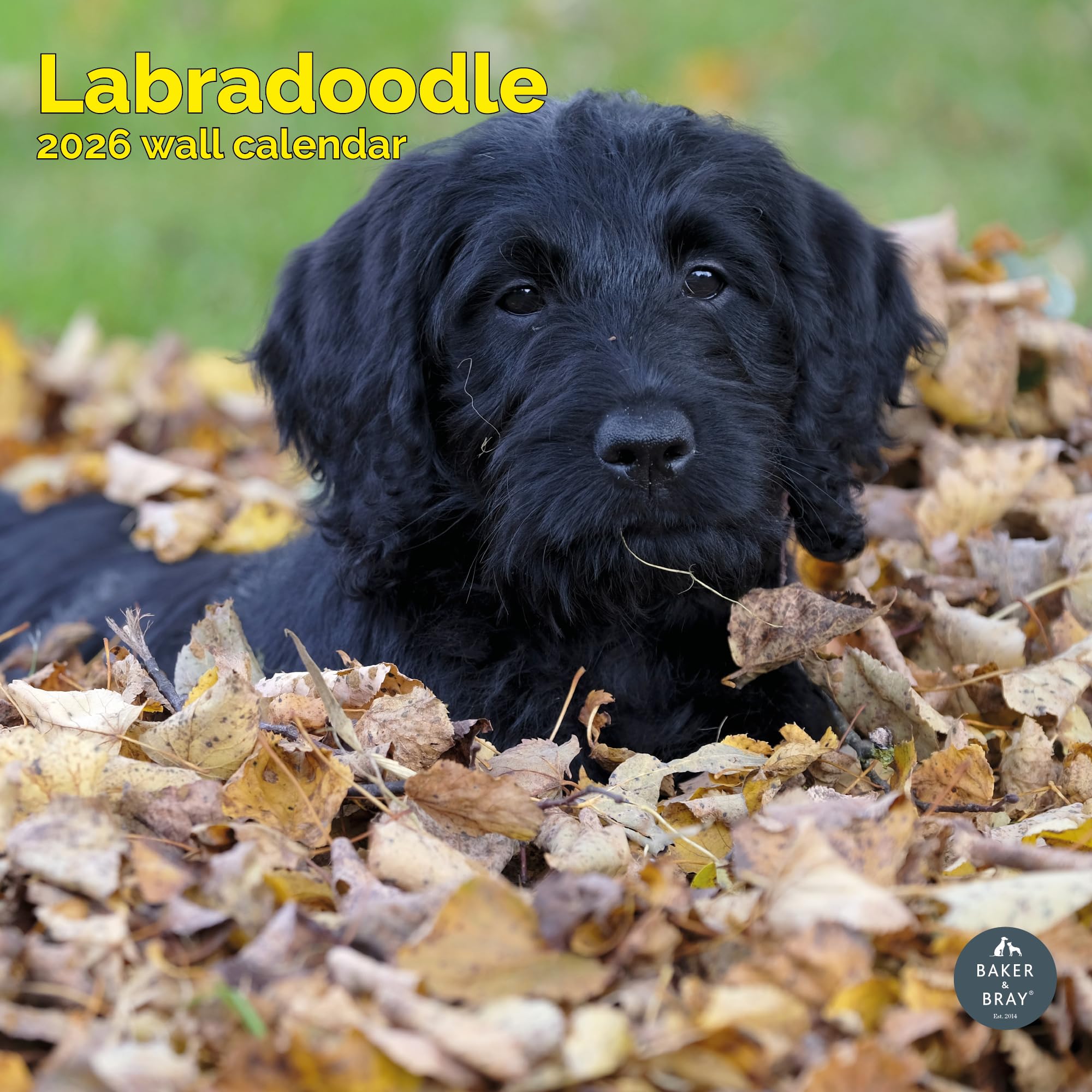 Labradoodle Calendar 2026