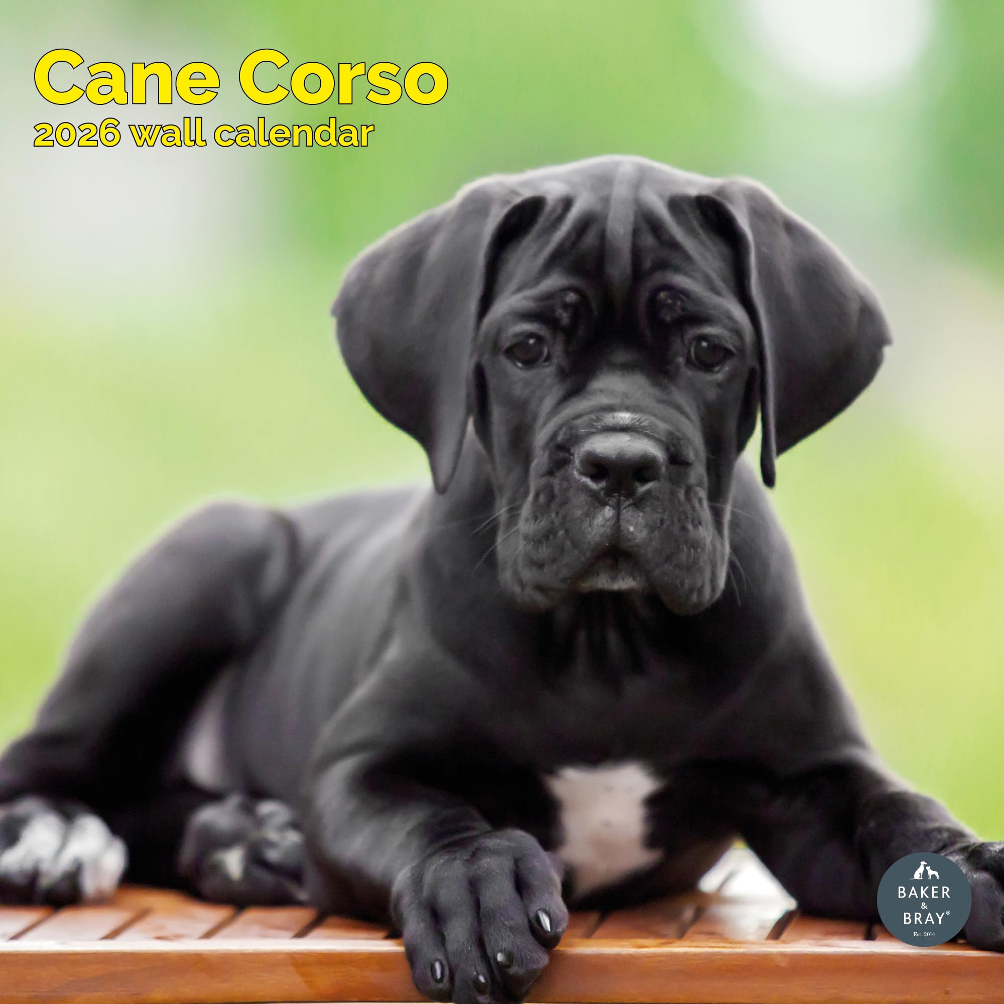 Cane Corso Calendar 2026