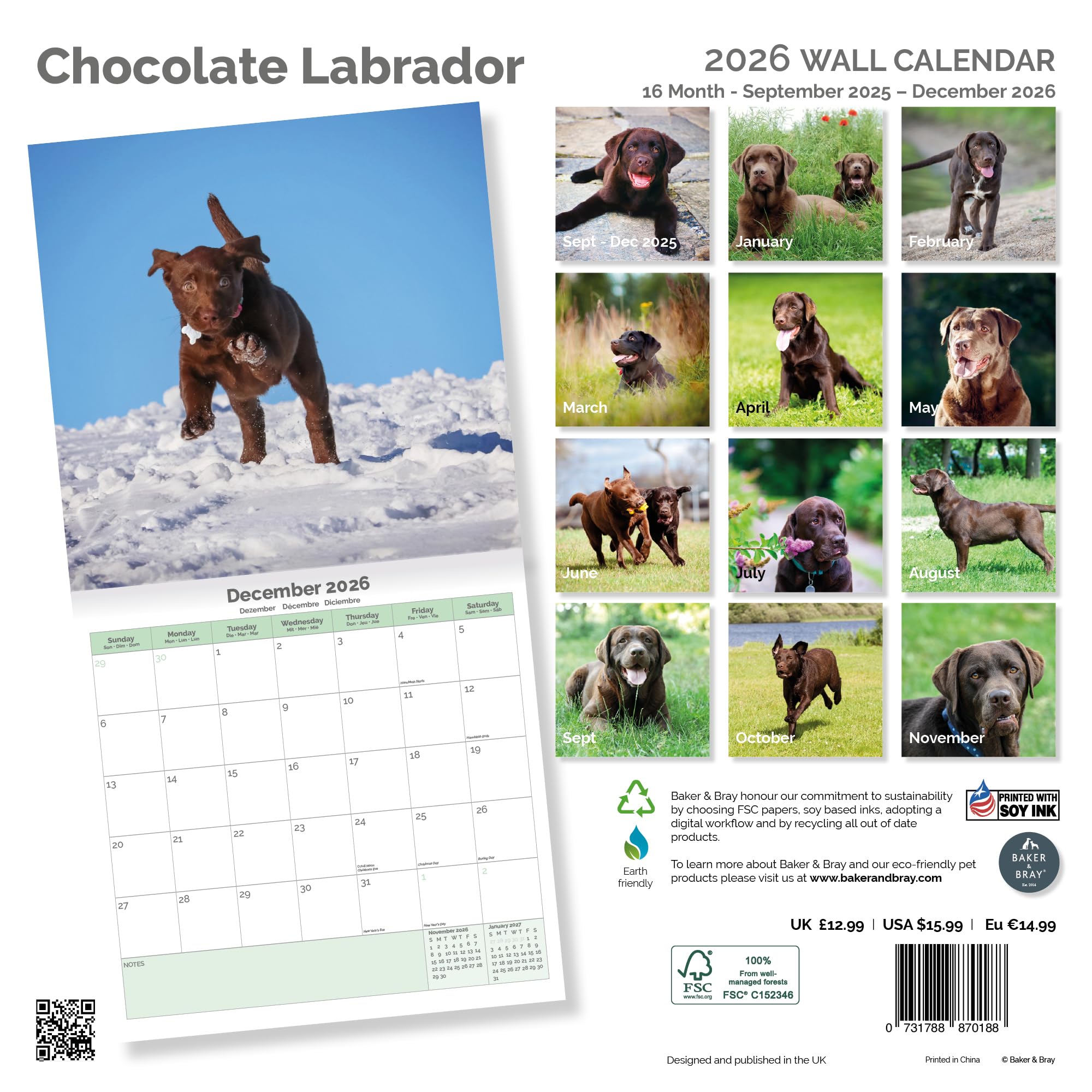 Chocolate Labrador Calendar 2026
