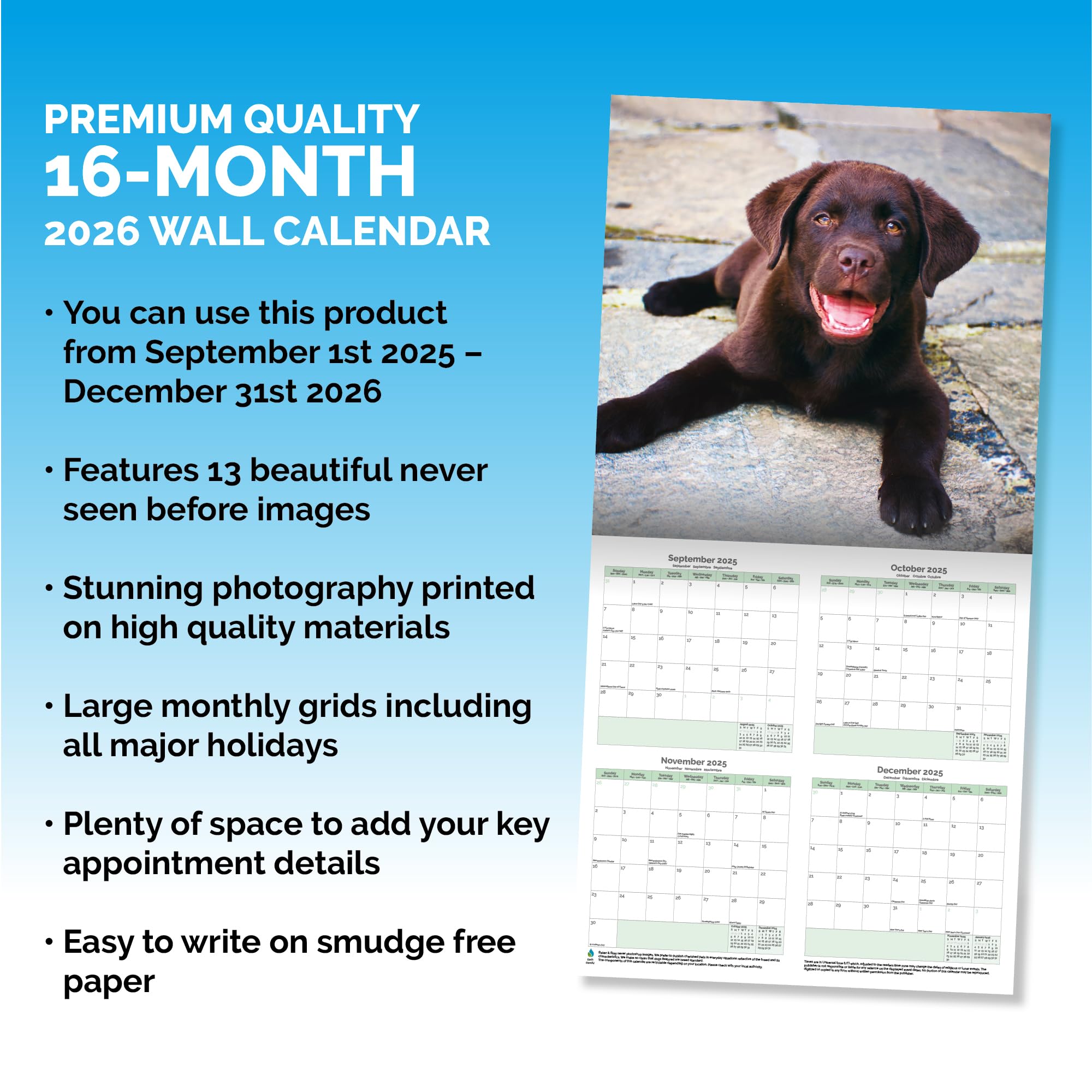 Chocolate Labrador Calendar 2026