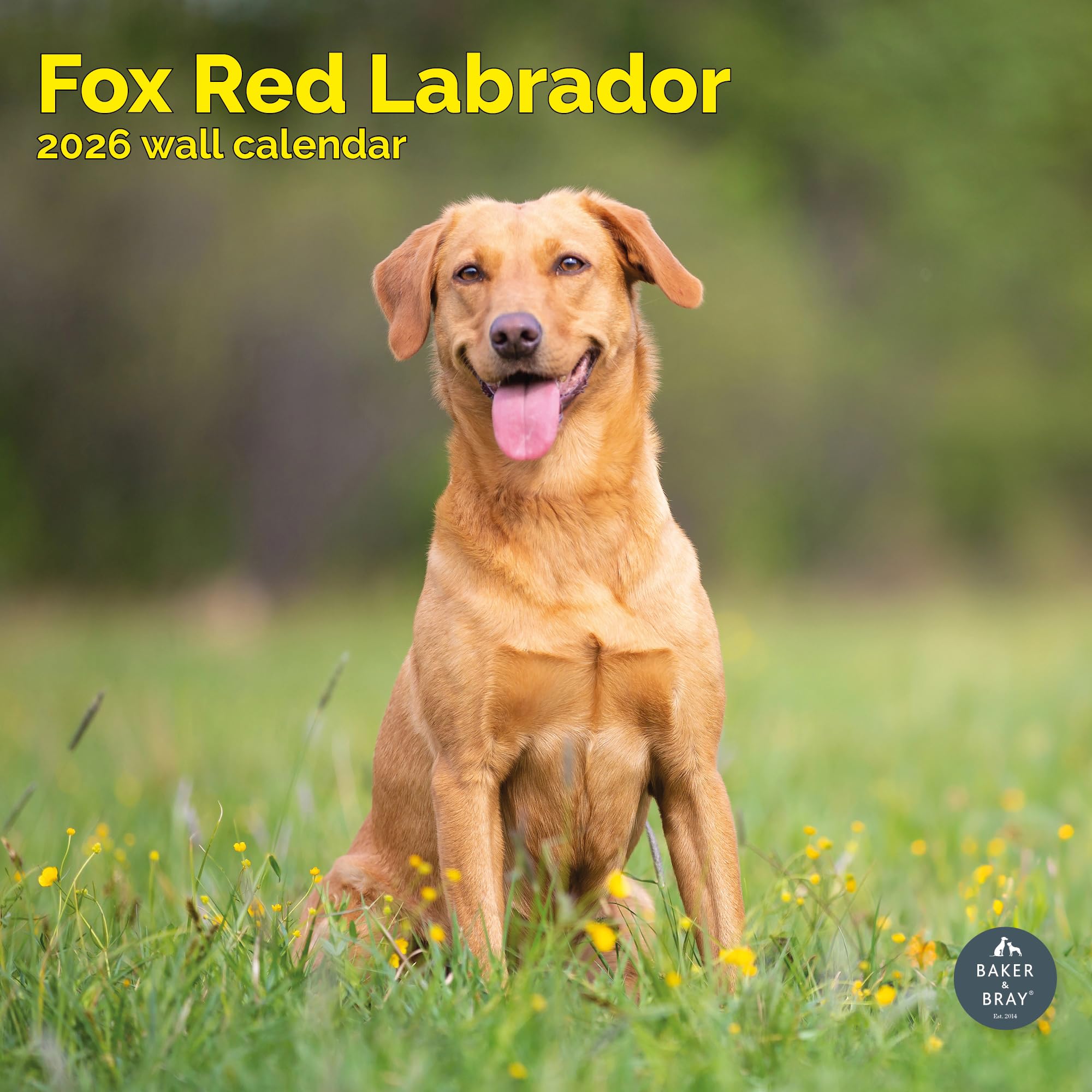 Fox Red Labrador Calendar 2026