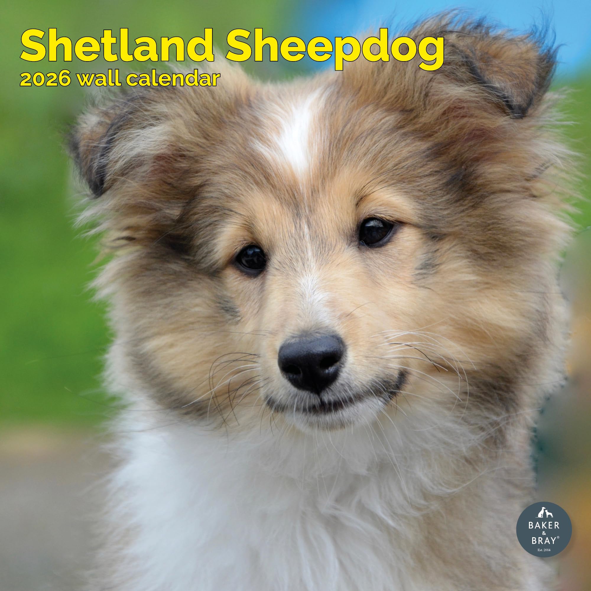 Shetland Sheepdog Calendar 2026