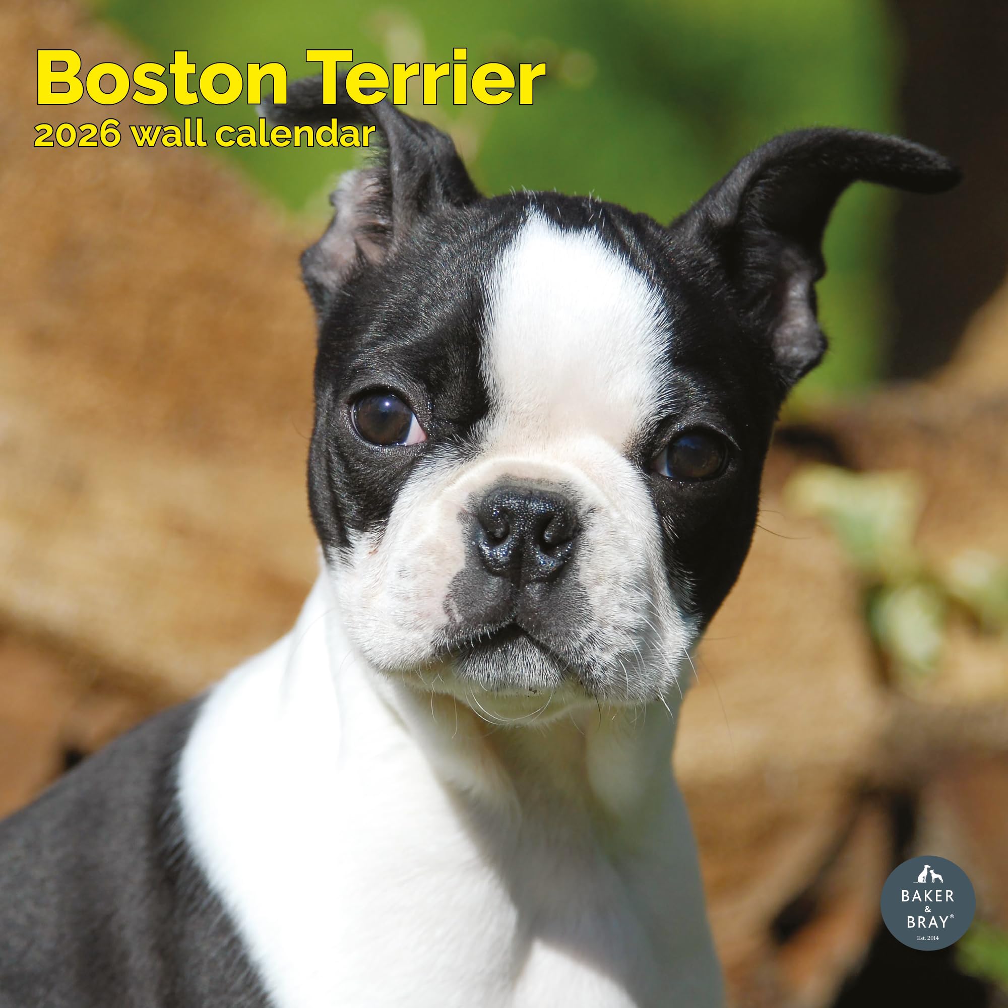 Boston Terrier Calendar 2026