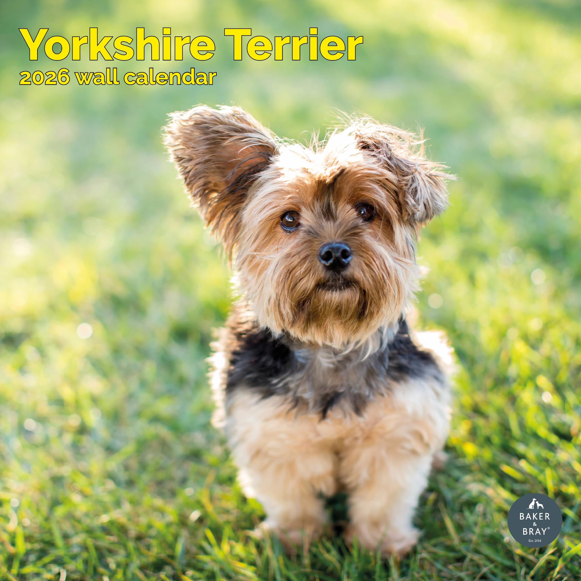 Yorkshire Terrier Calendar 2026