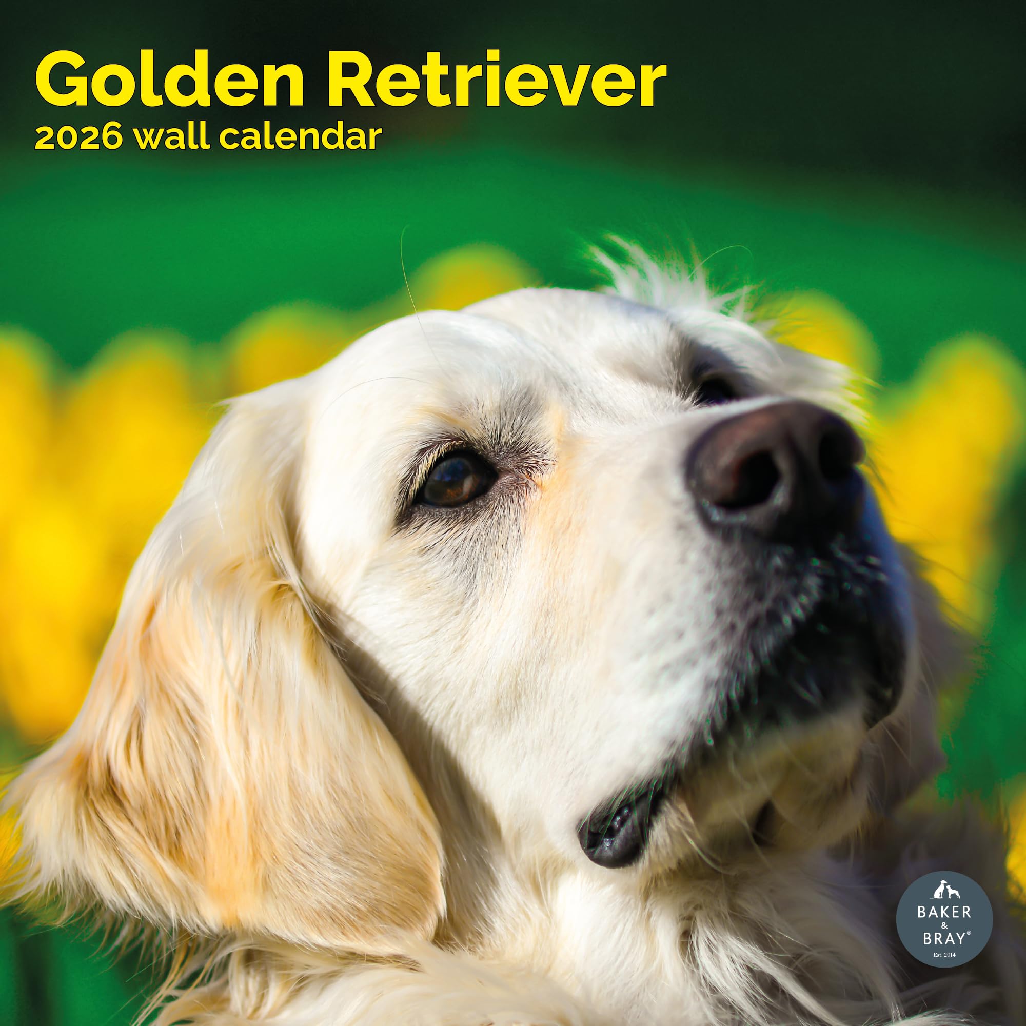Golden Retriever Calendar 2026
