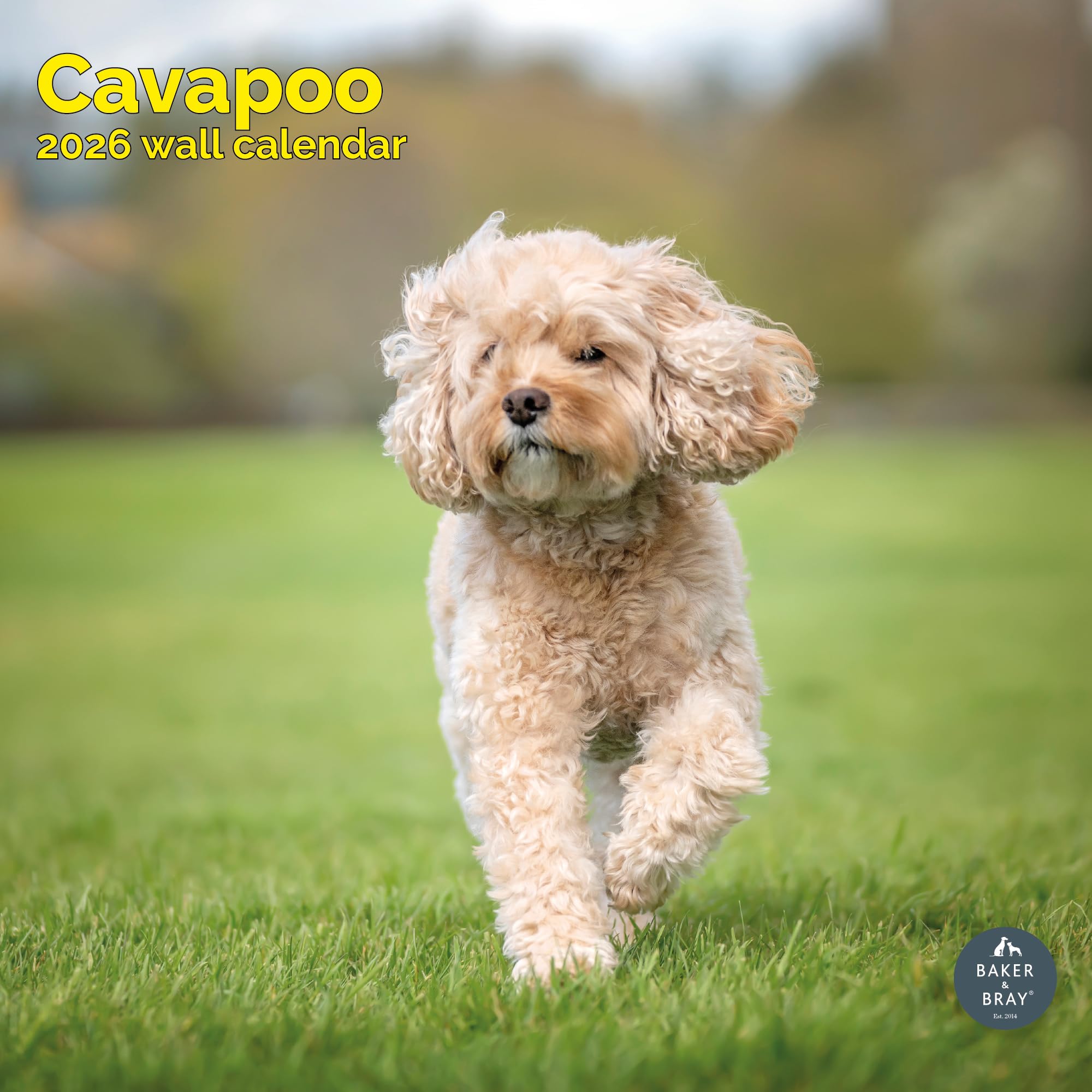 Cavapoo Calendar 2026