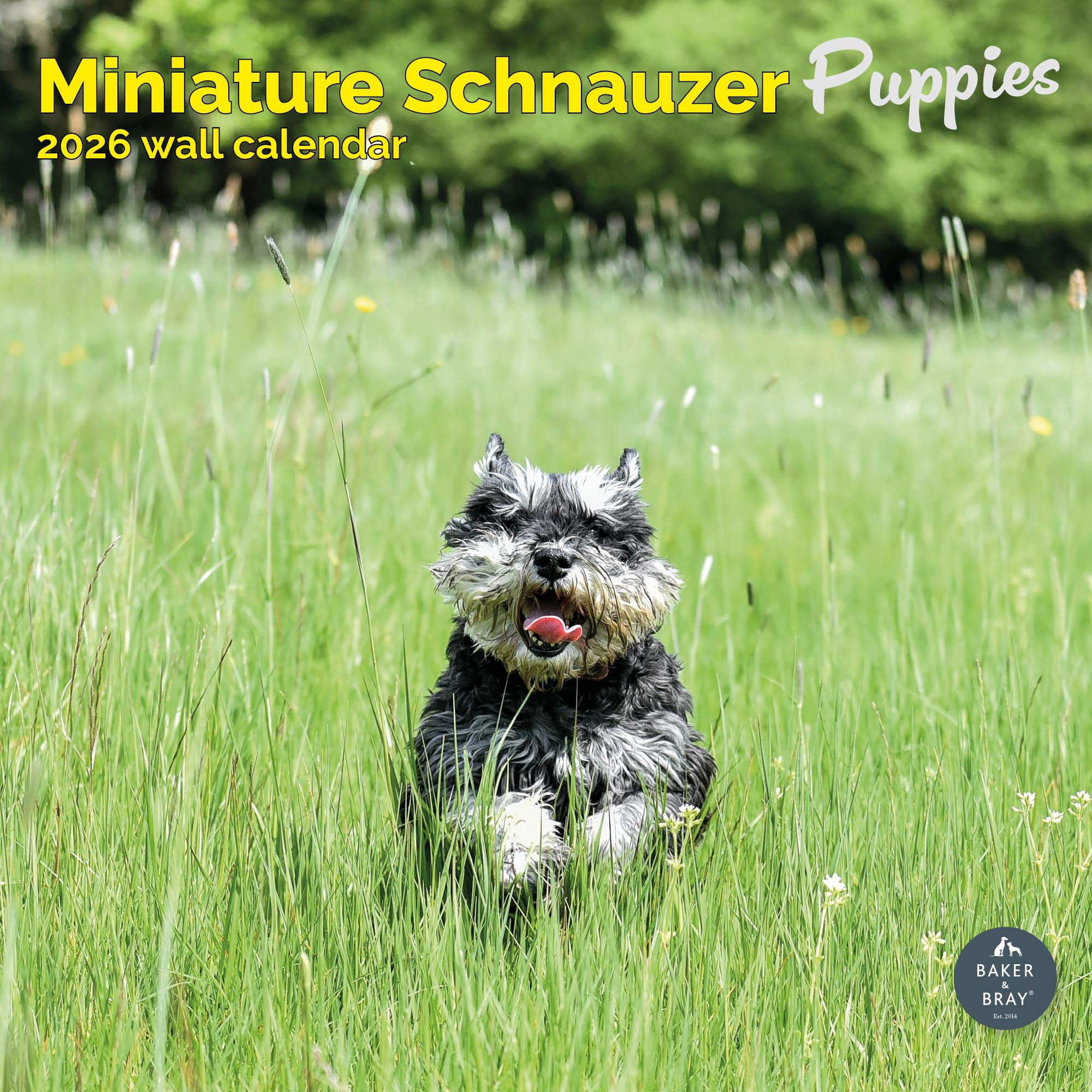 Miniature Schnauzer Puppies Calendar 2026