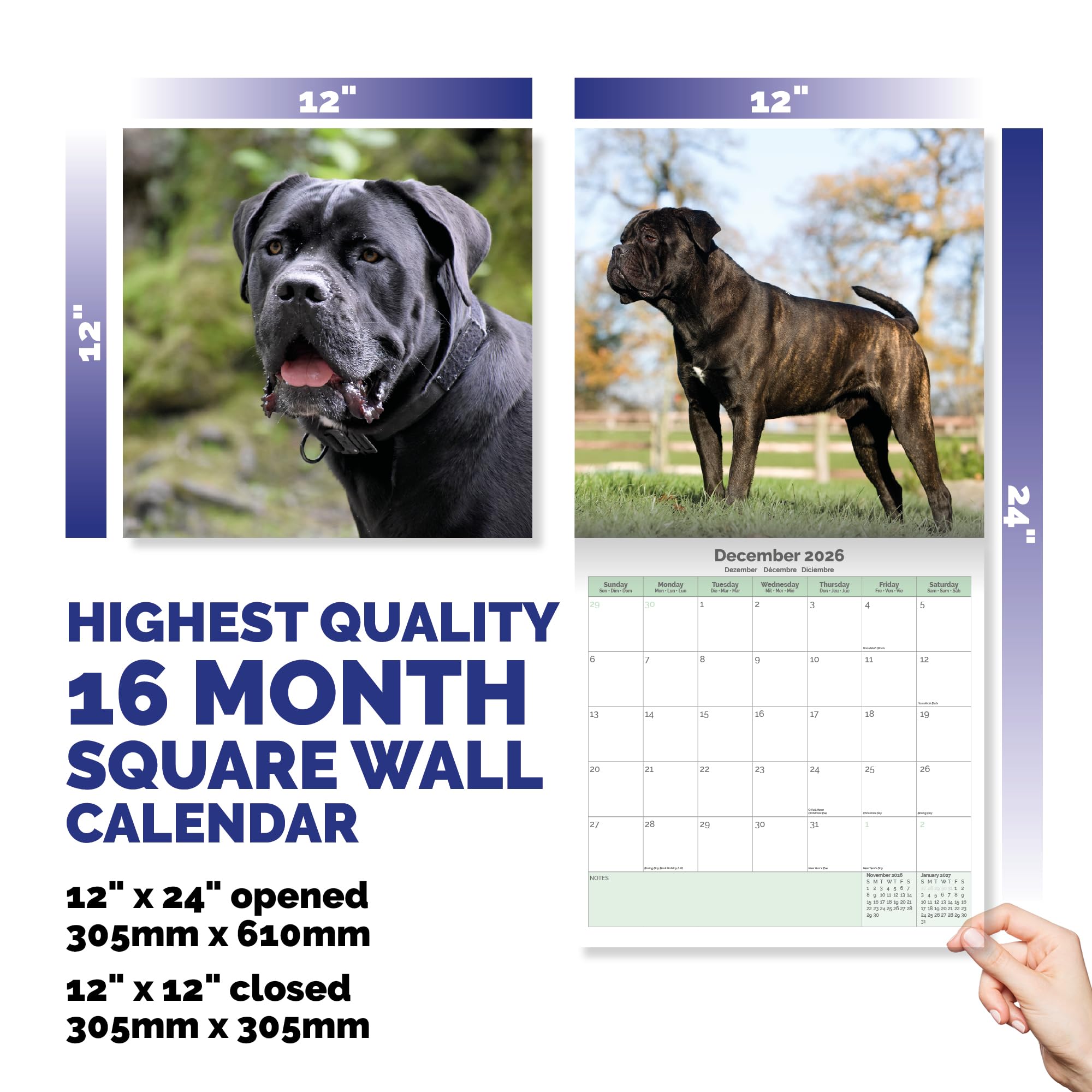 Cane Corso Calendar 2026