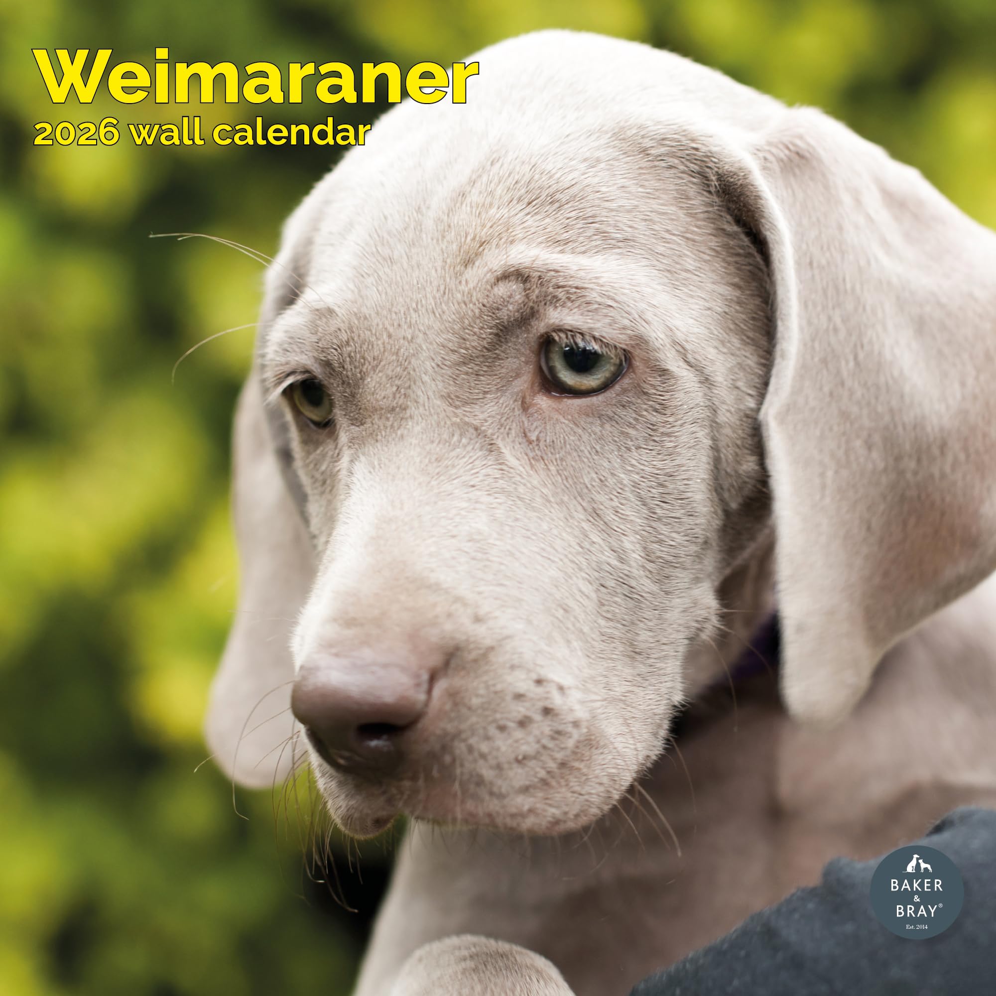 Weimaraner Calendar 2026