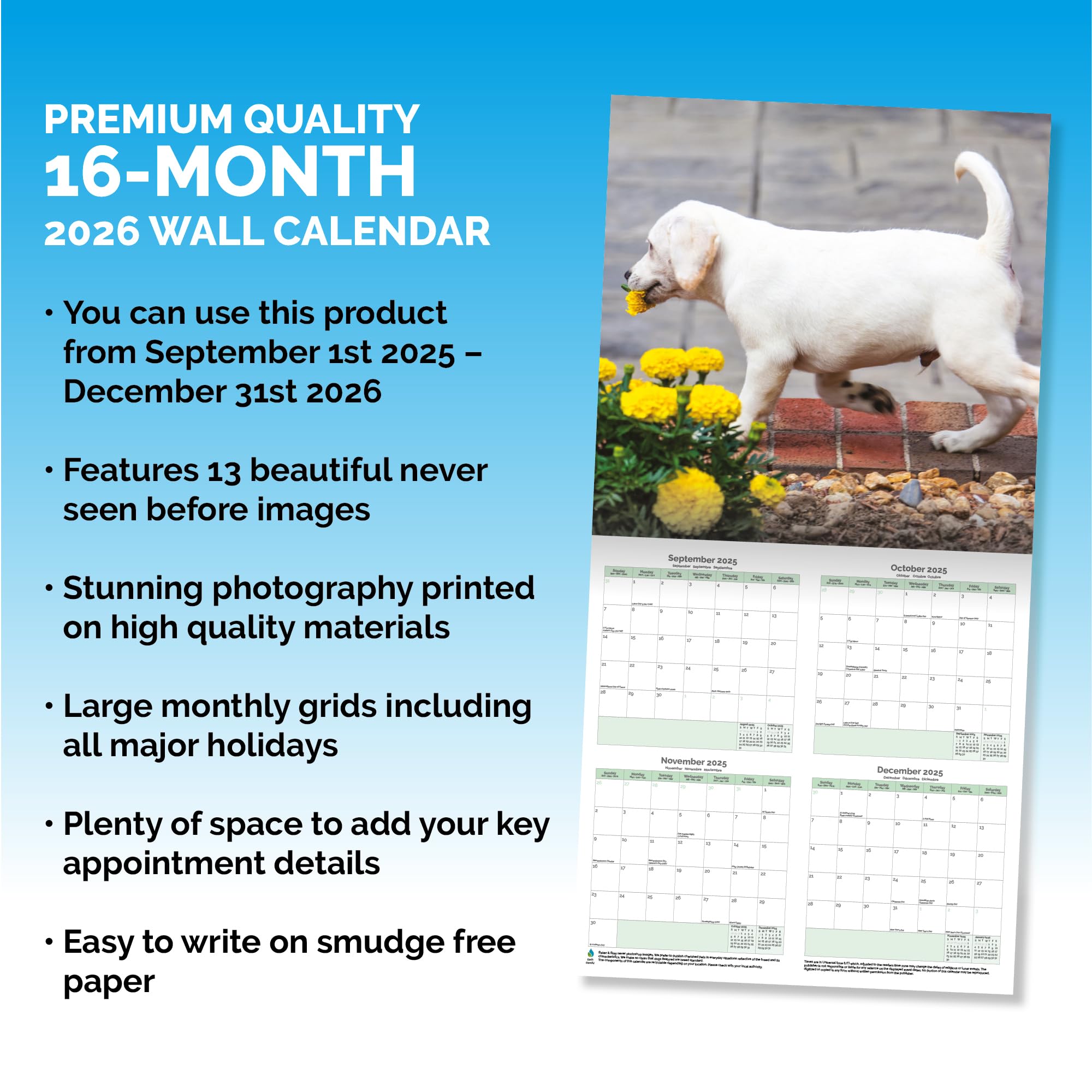 Labrador Puppies Calendar 2026