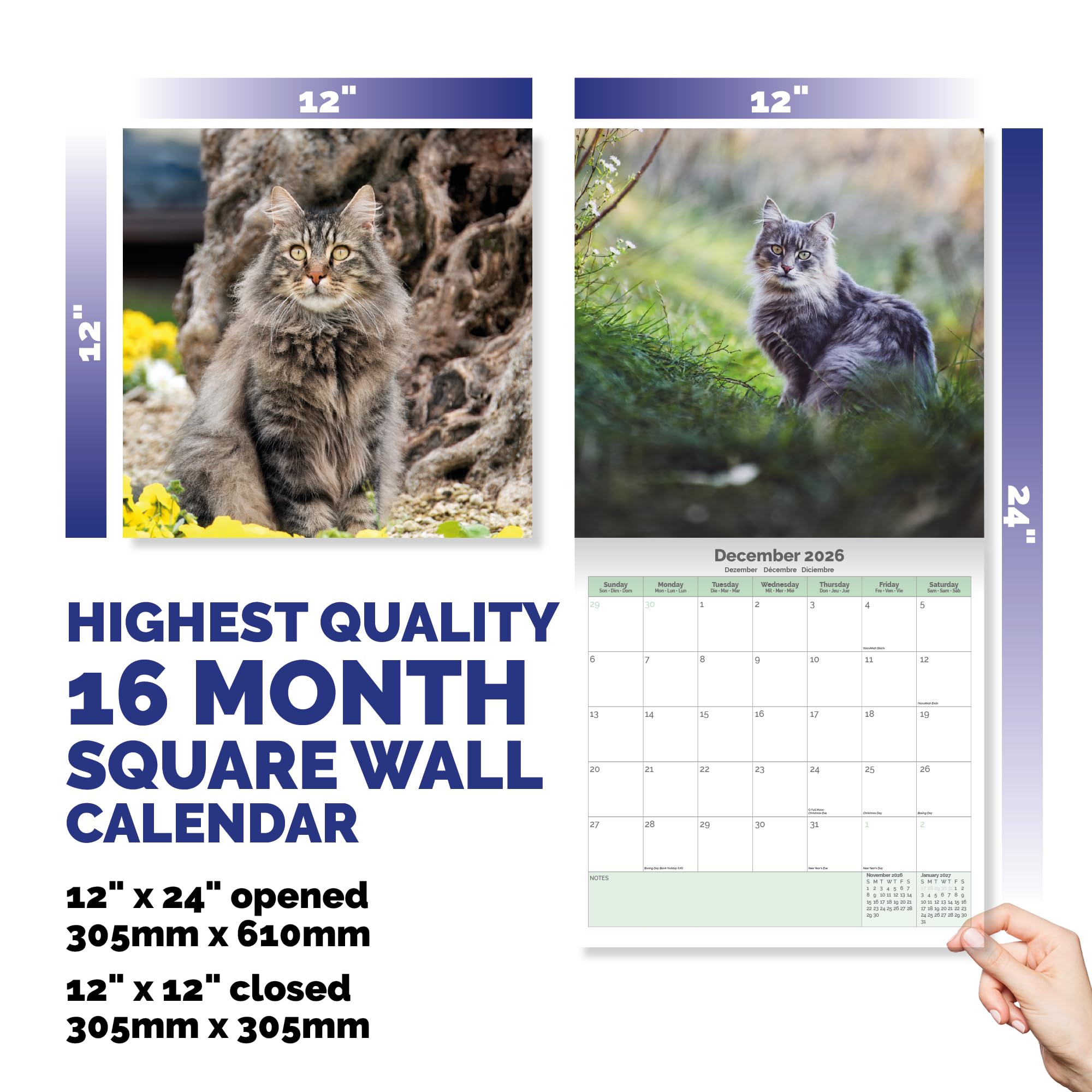 Maine Coon Cats Calendar 2026