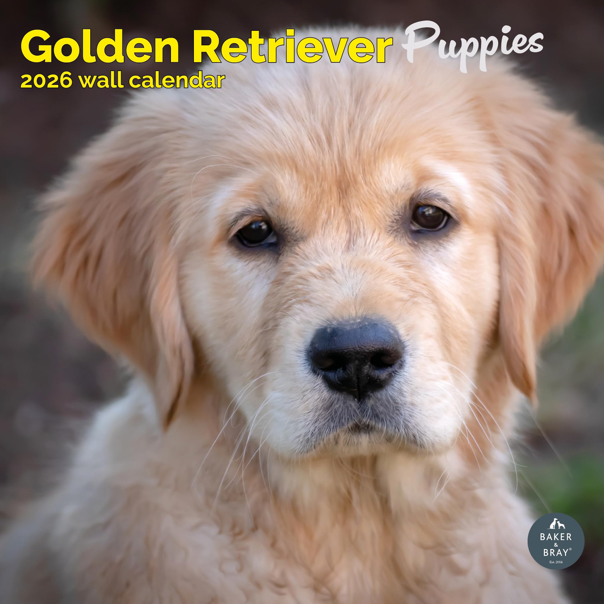 Golden Retriever Puppies Calendar 2026