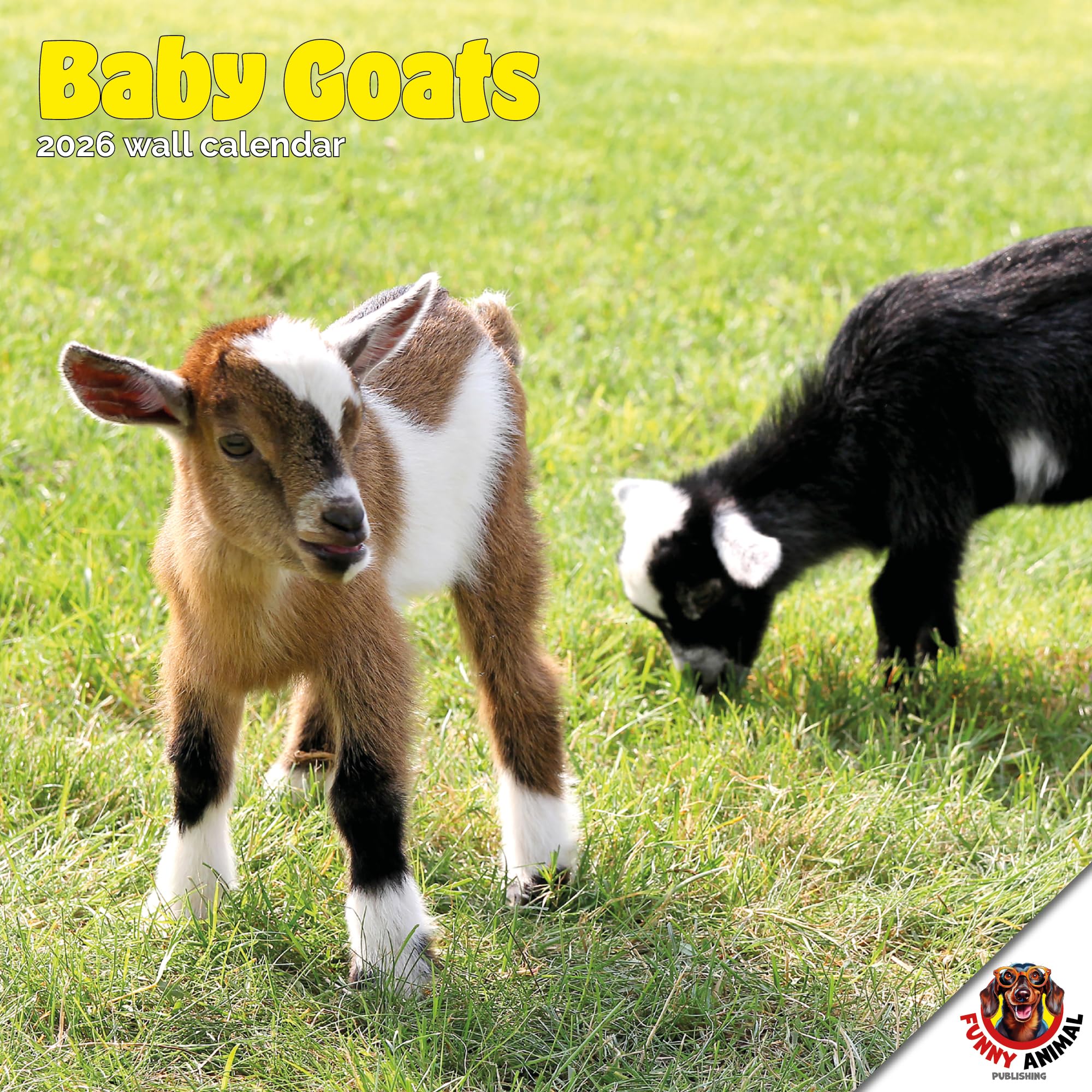 Baby Goats Calendar 2026