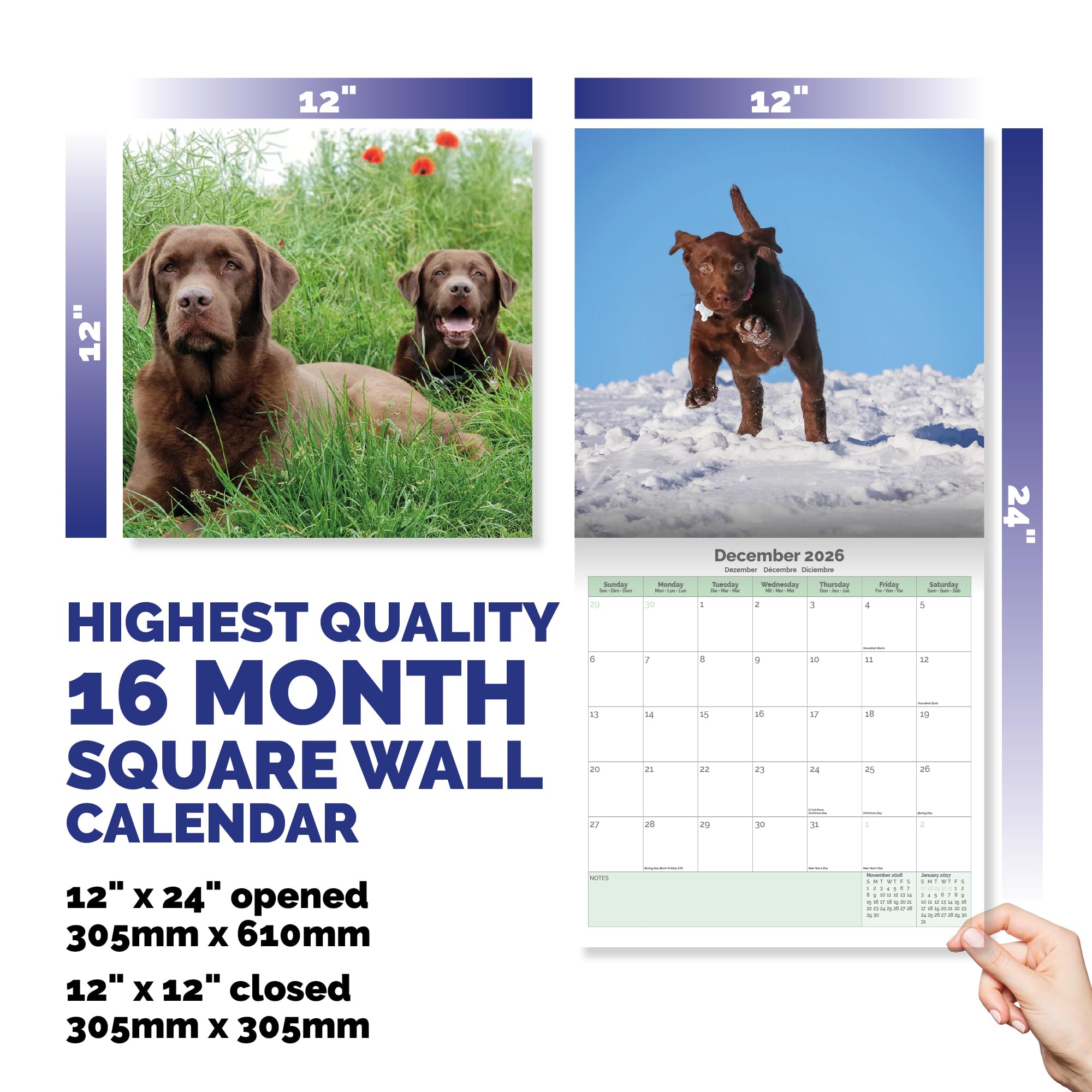 Chocolate Labrador Calendar 2026