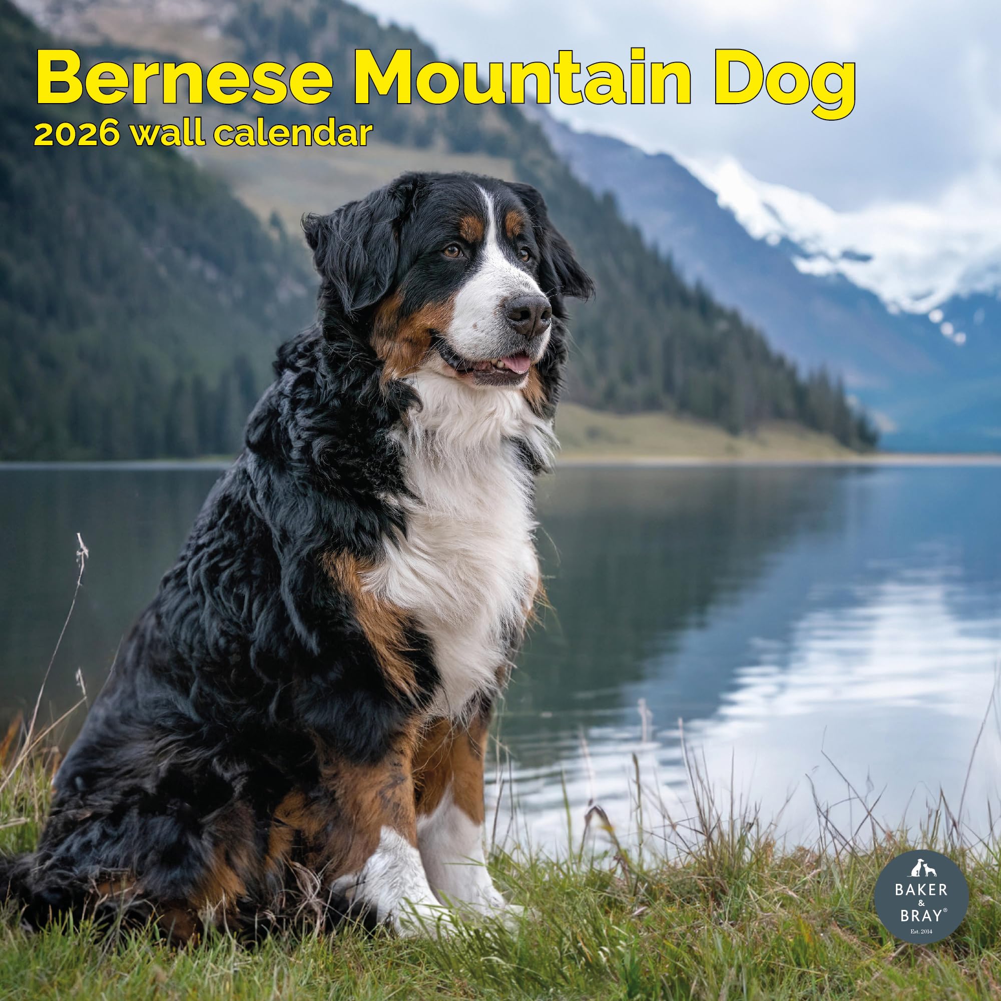 Bernese Mountain Dog Calendar 2026