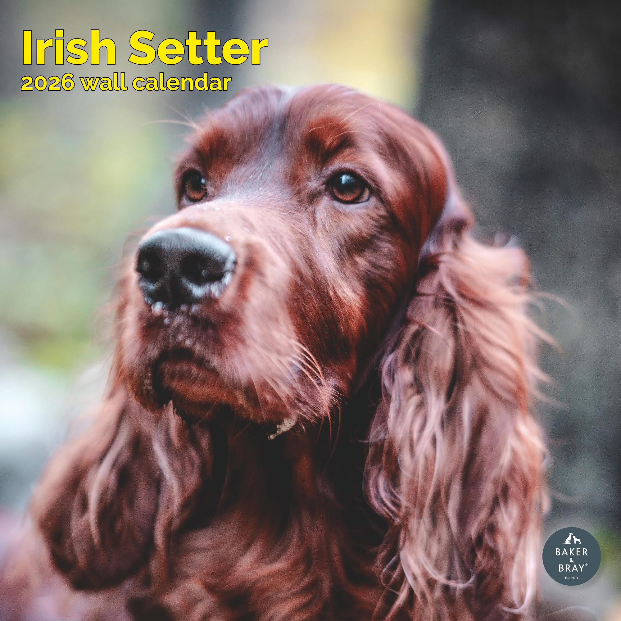 Irish Setter Calendar 2026