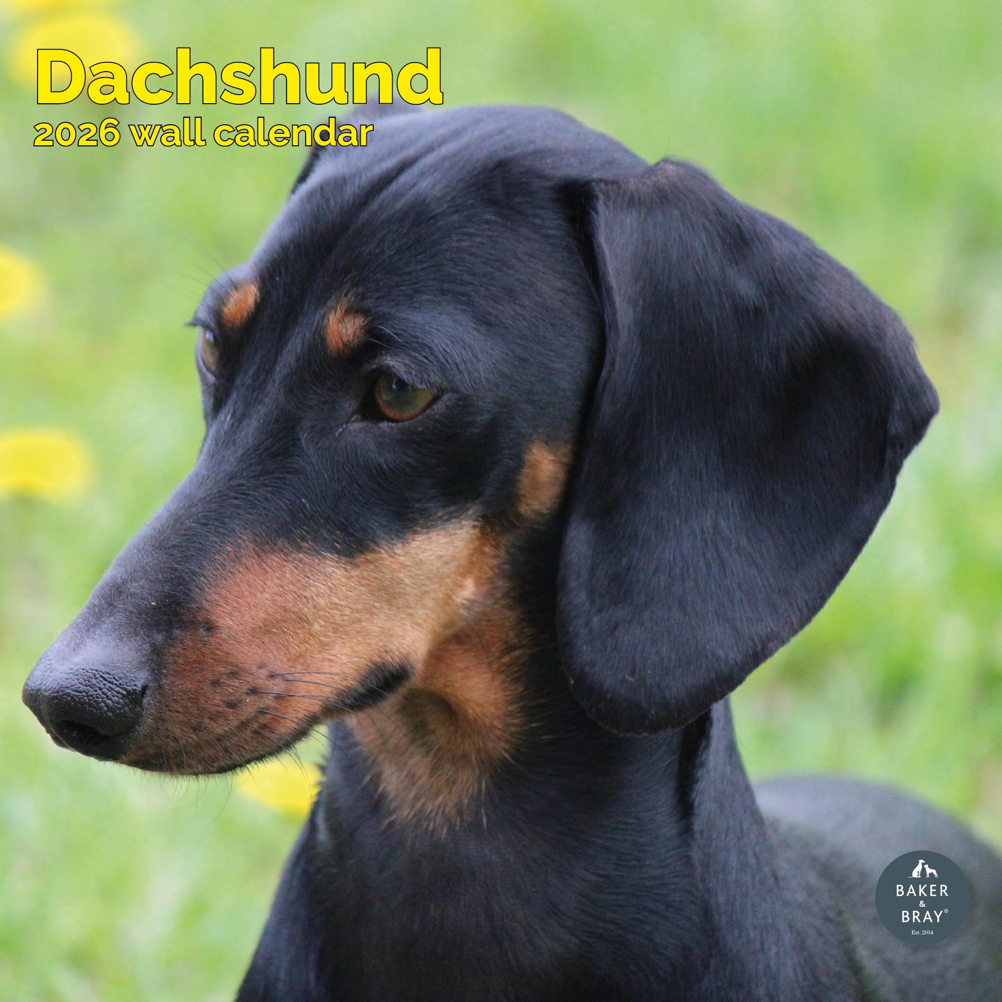 Dachshund Calendar 2026