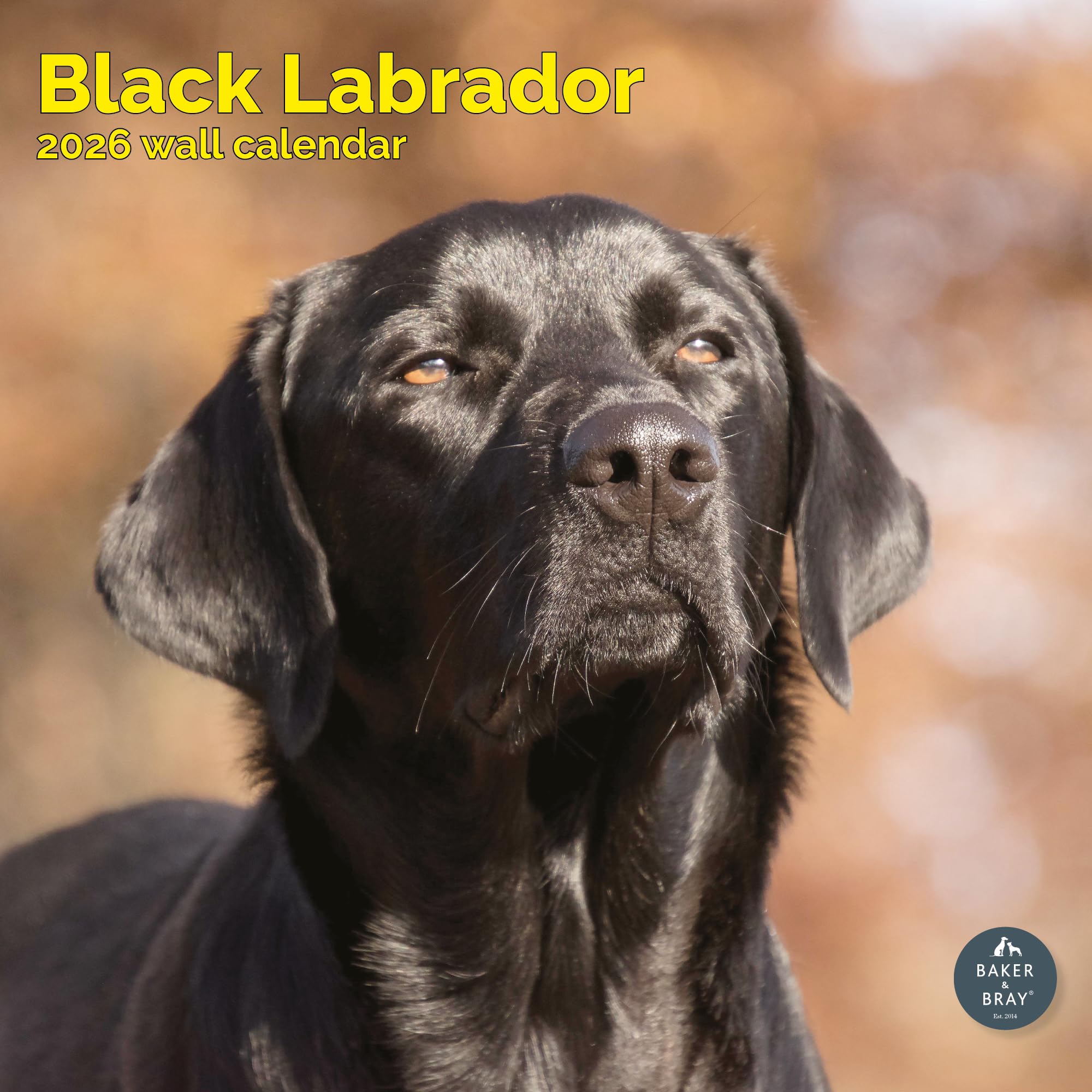 Black Labrador Calendar 2026