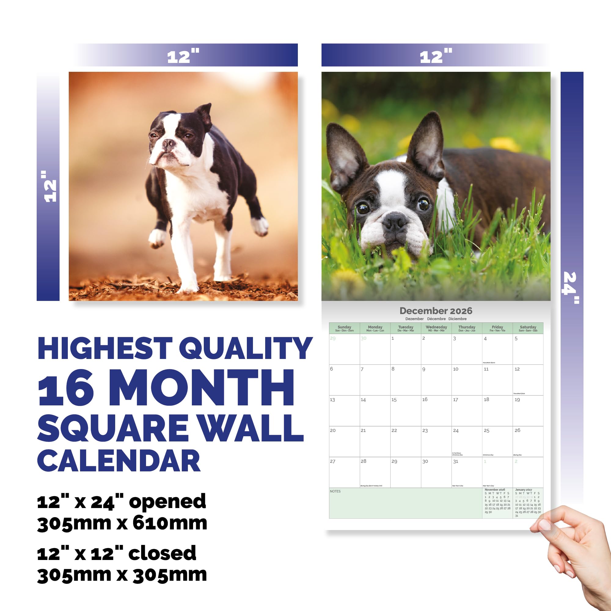 Boston Terrier Calendar 2026