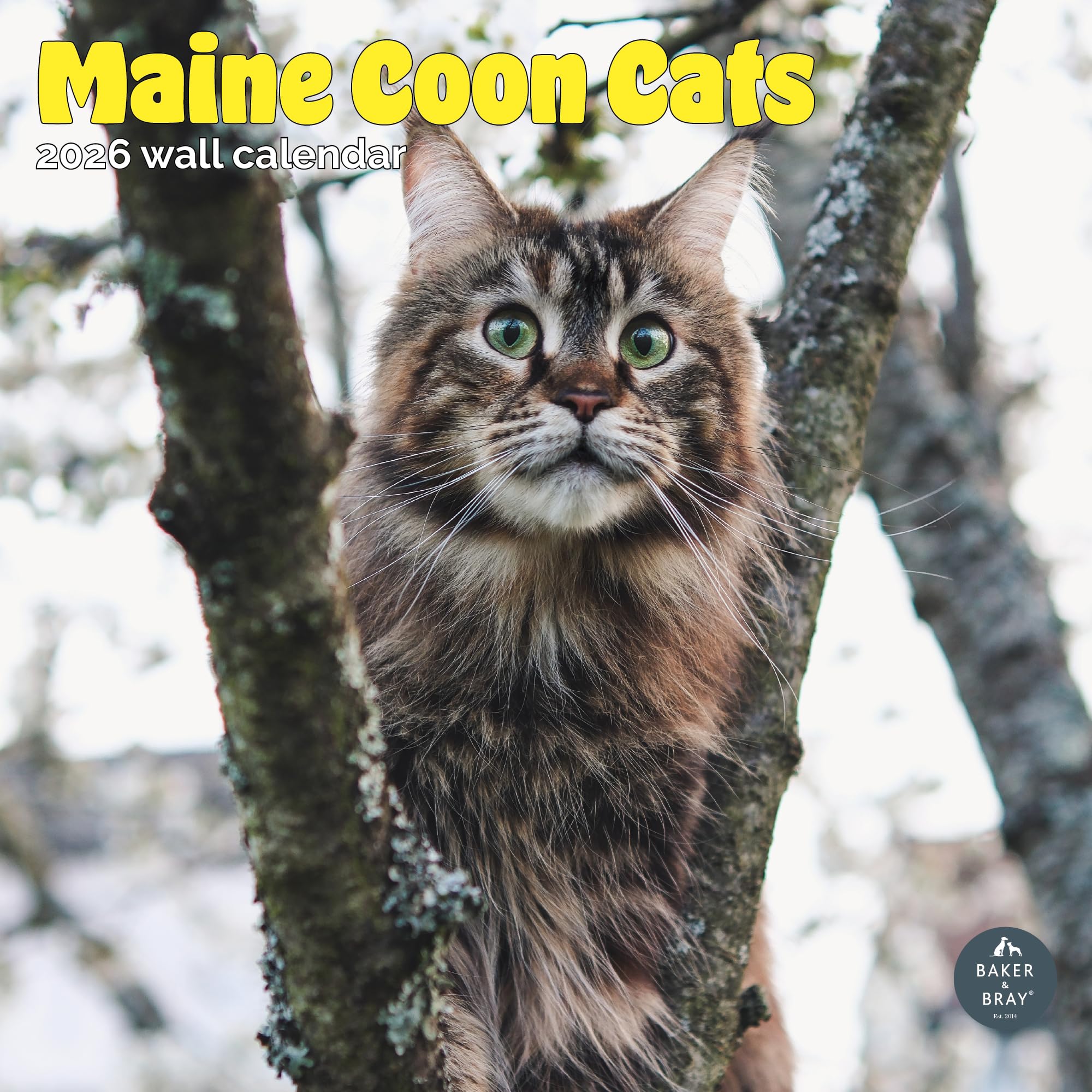 Maine Coon Cats Calendar 2026