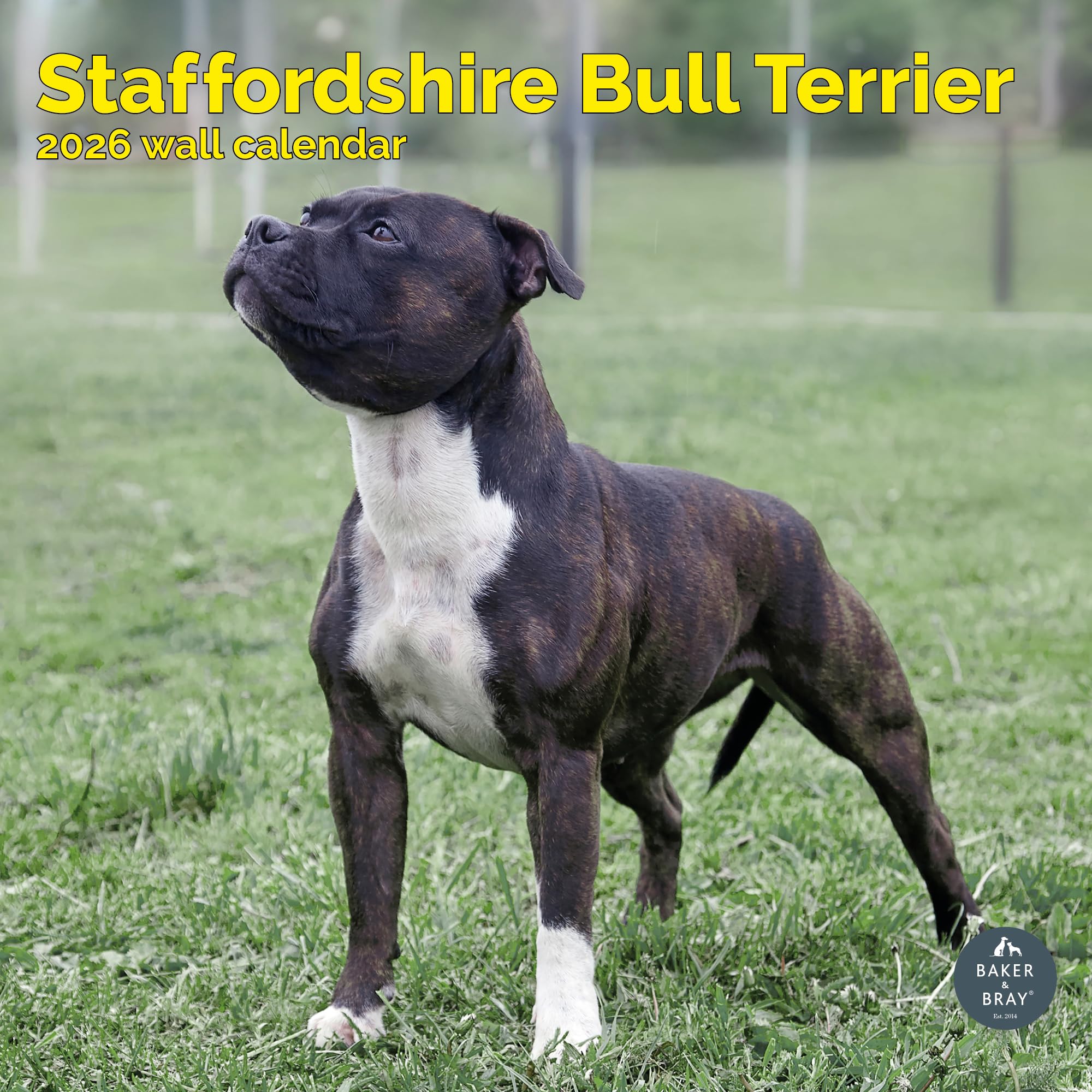 Staffordshire Bull Terrier Calendar 2026
