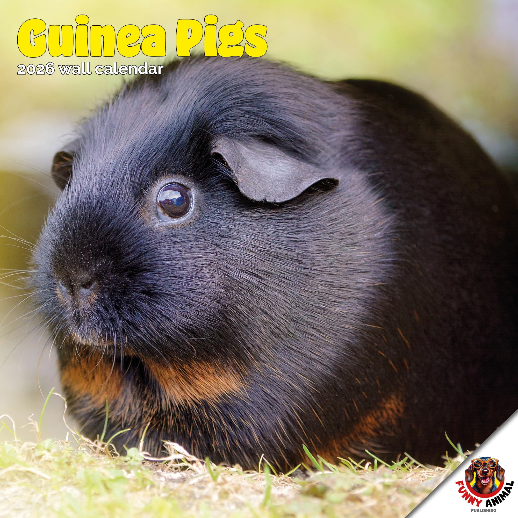 Guinea Pig Calendar 2026