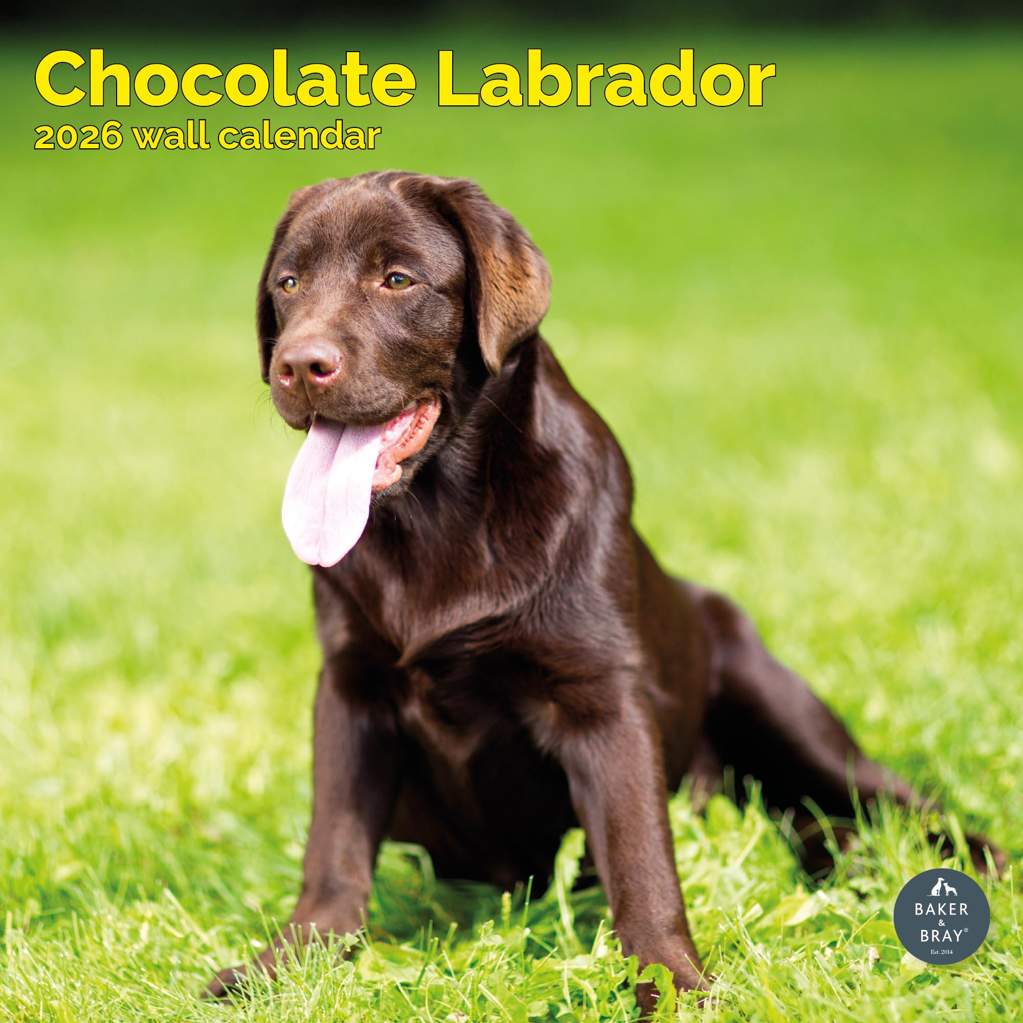 Chocolate Labrador Calendar 2026